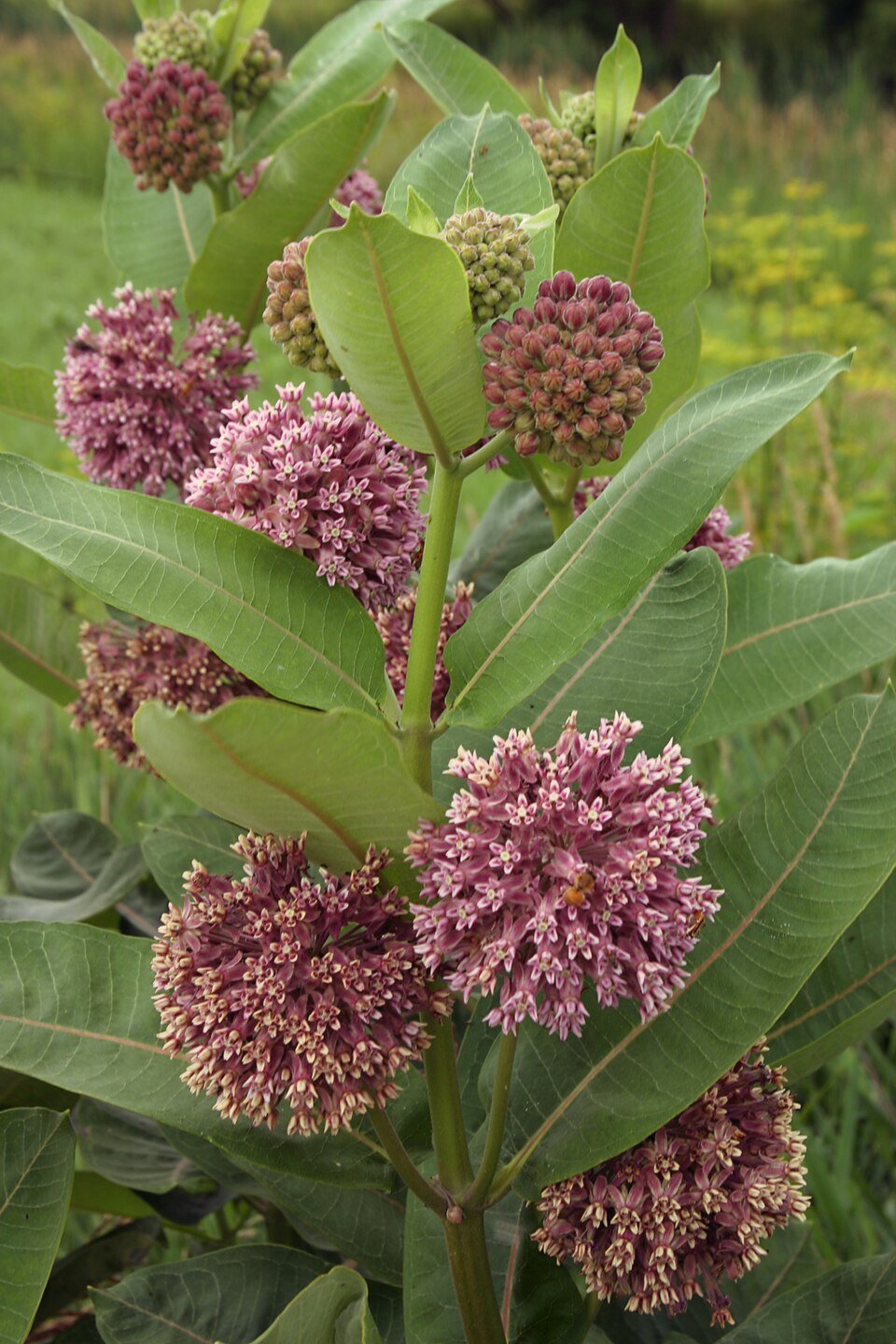 Common milkweed with broad leaves and rounded clusters of pink flowers