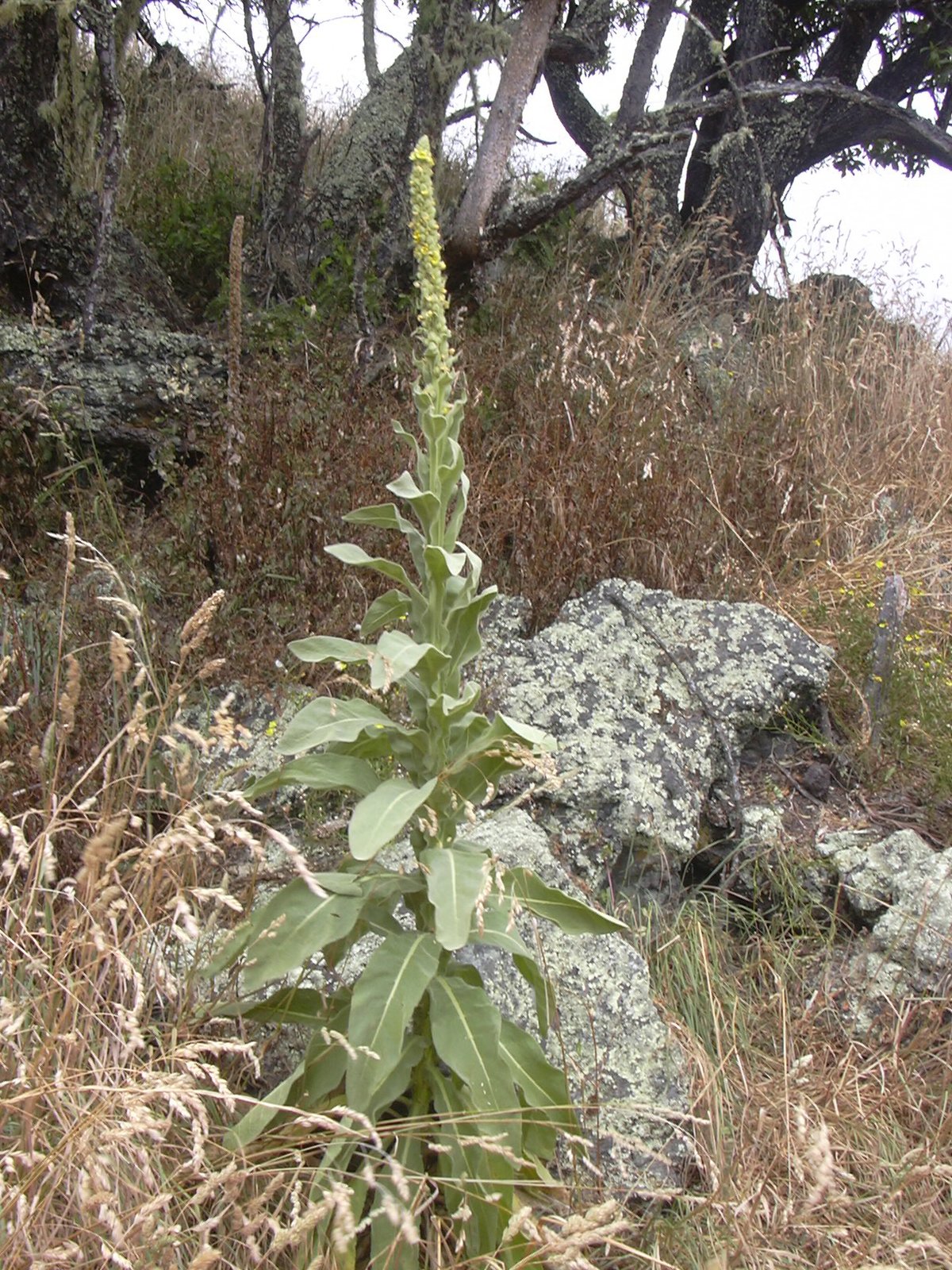 Common mullein with tall flower spike and large fuzzy basal leaves