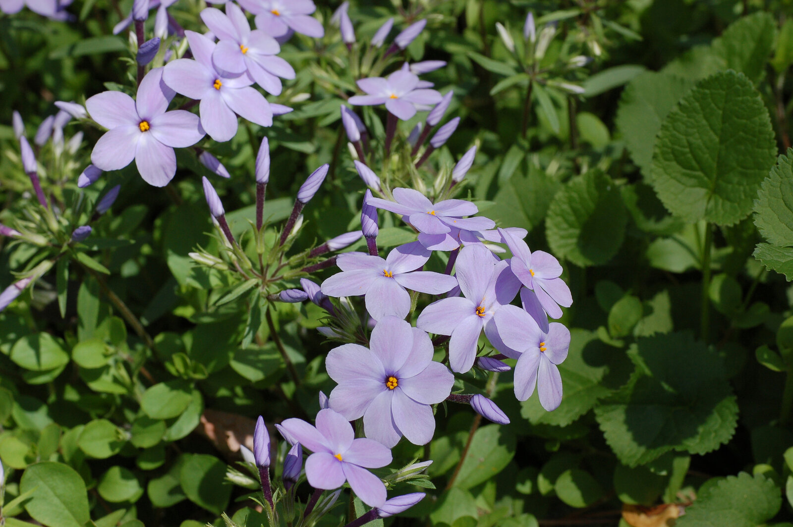 Creeping phlox forming low mats with pink-purple flowers