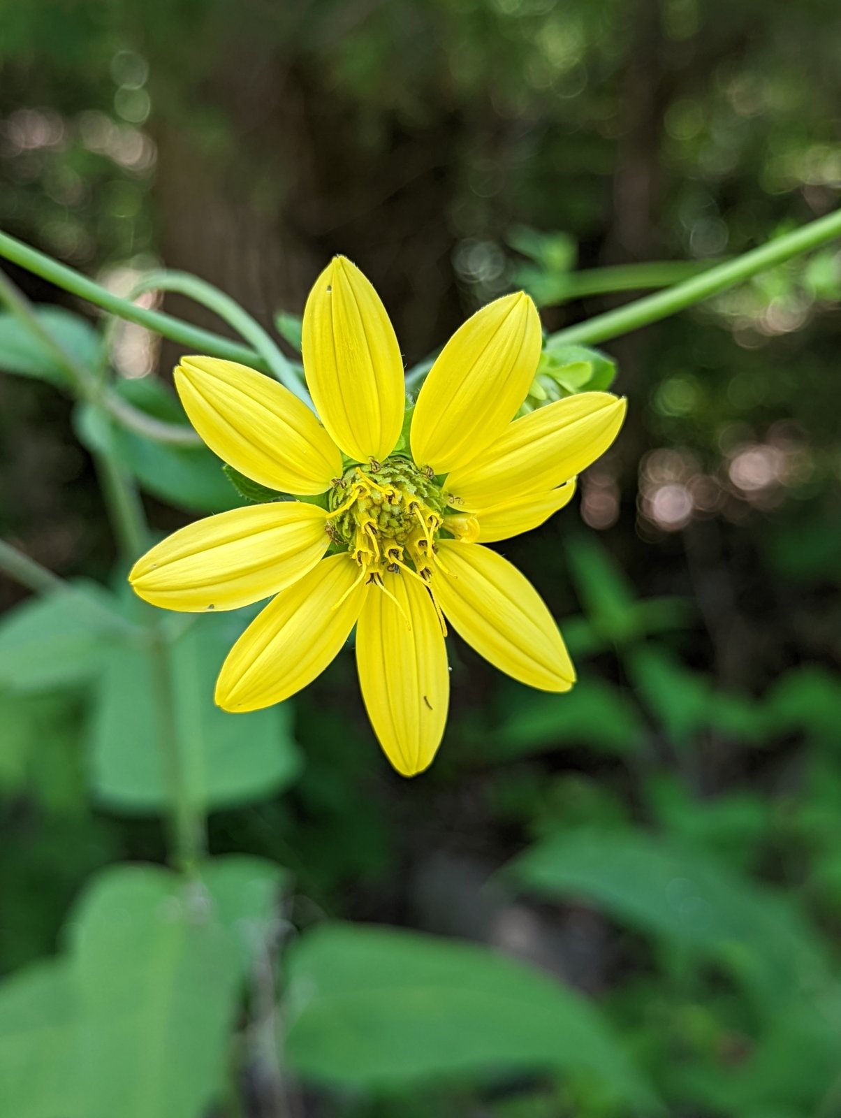Cumberland rosinweed with broad opposite leaves and yellow ray flower heads