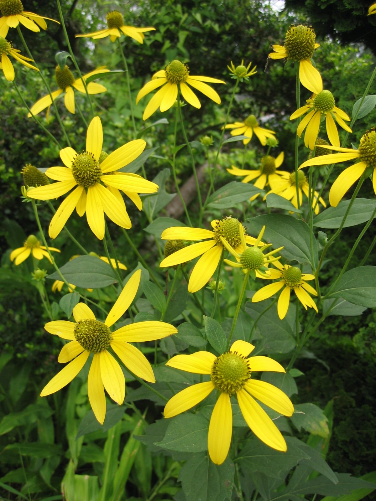 Cutleaf coneflower with deeply divided leaves and yellow ray flowers around a green disk