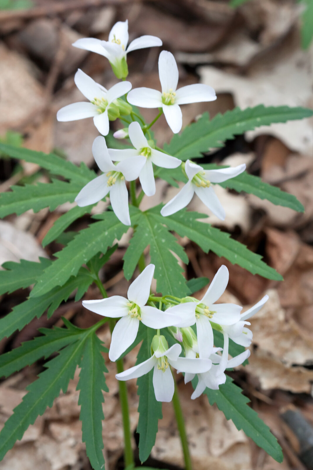 Cutleaf toothwort with deeply lobed three-part leaves and white cross-shaped flowers