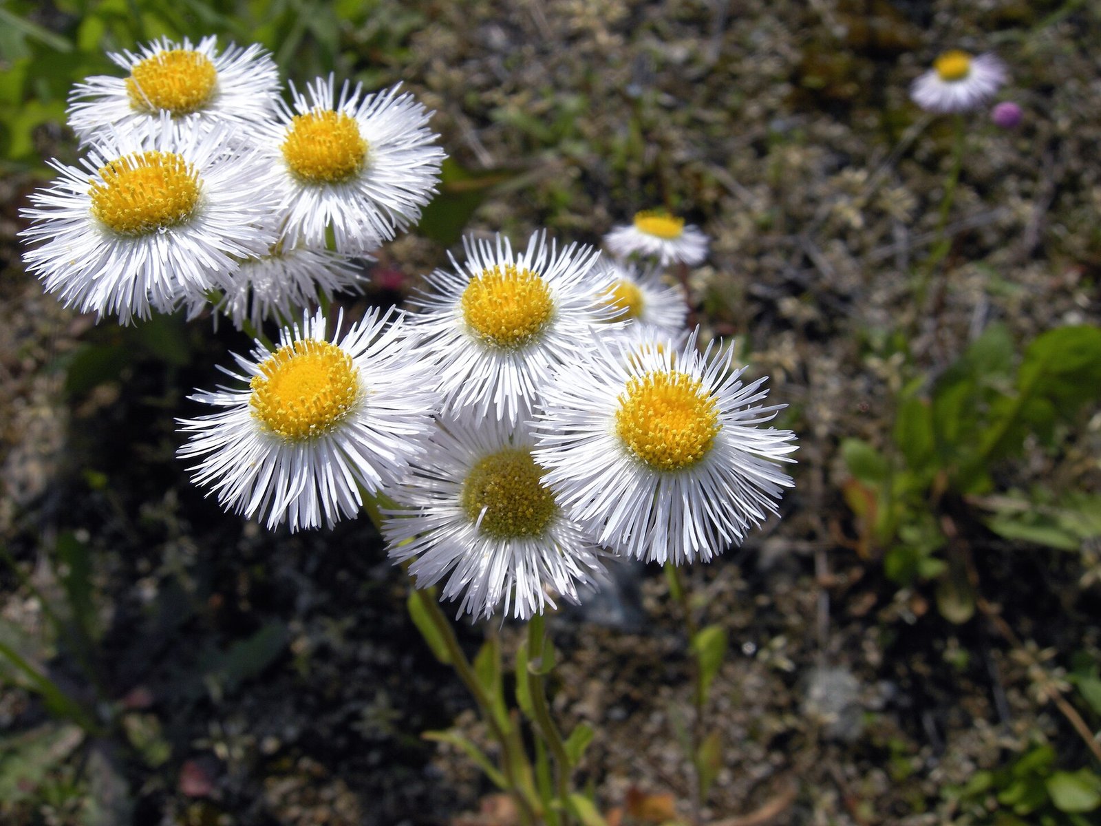 Daisy fleabane with profuse small white ray flowers and yellow disks