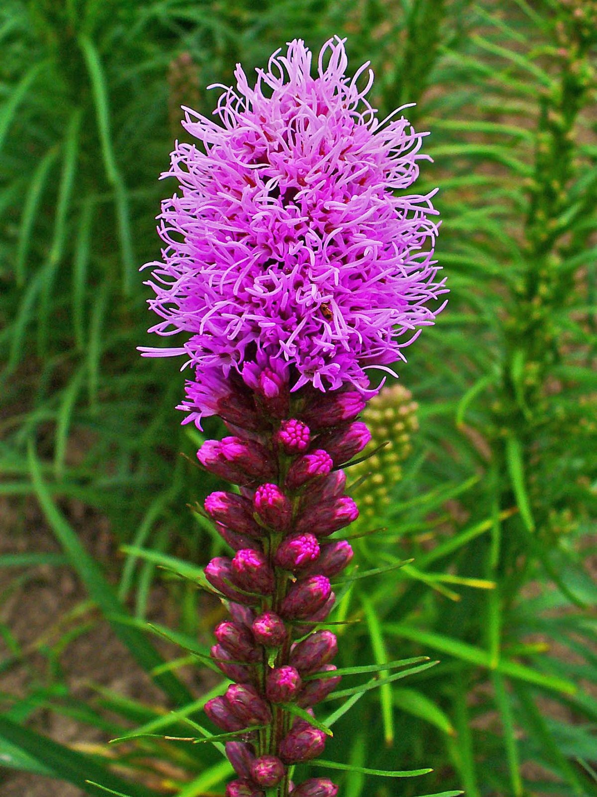 Dense blazing-star with thick spike of bright purple flower heads