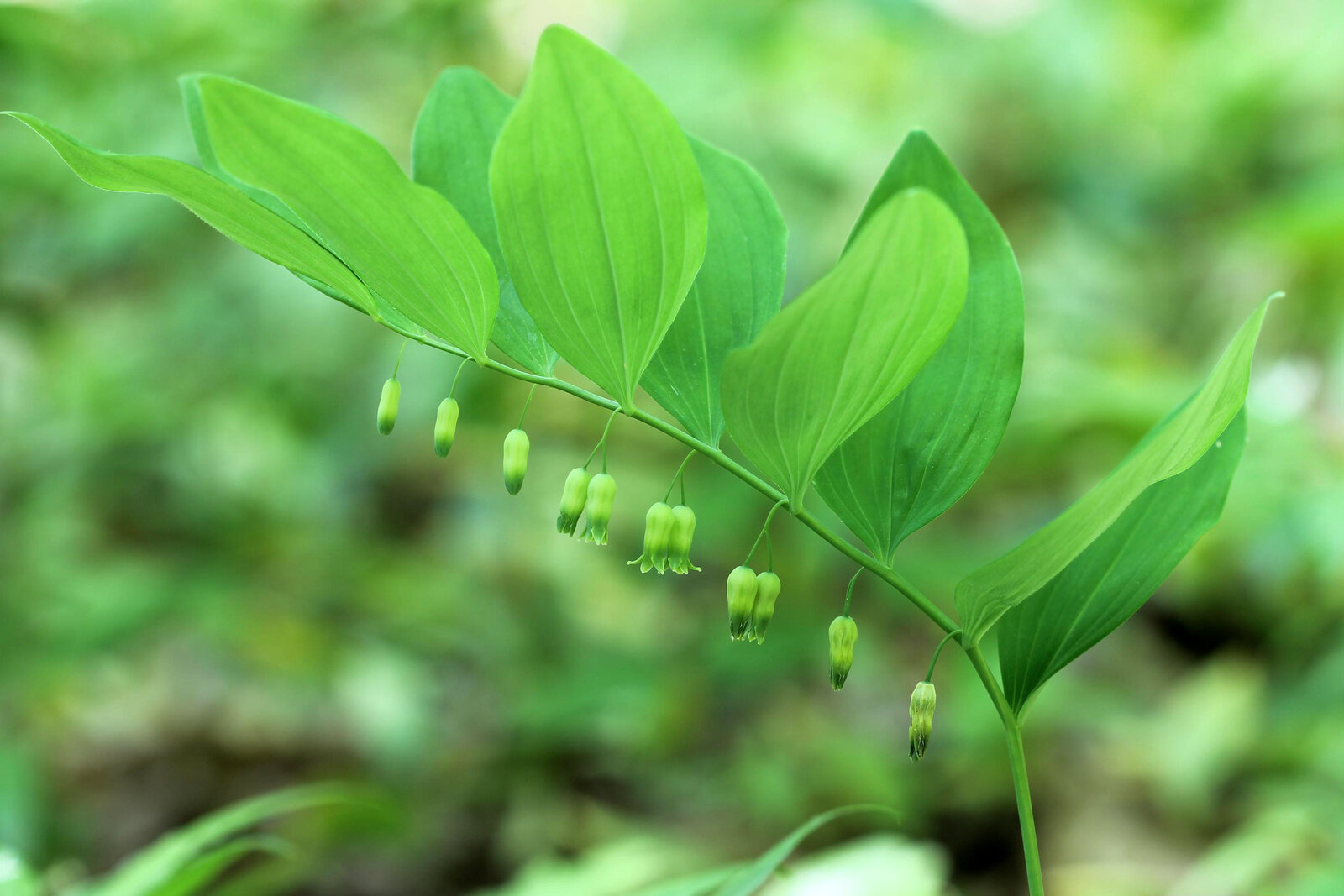 Downy Solomon's seal with hairs on leaf undersides