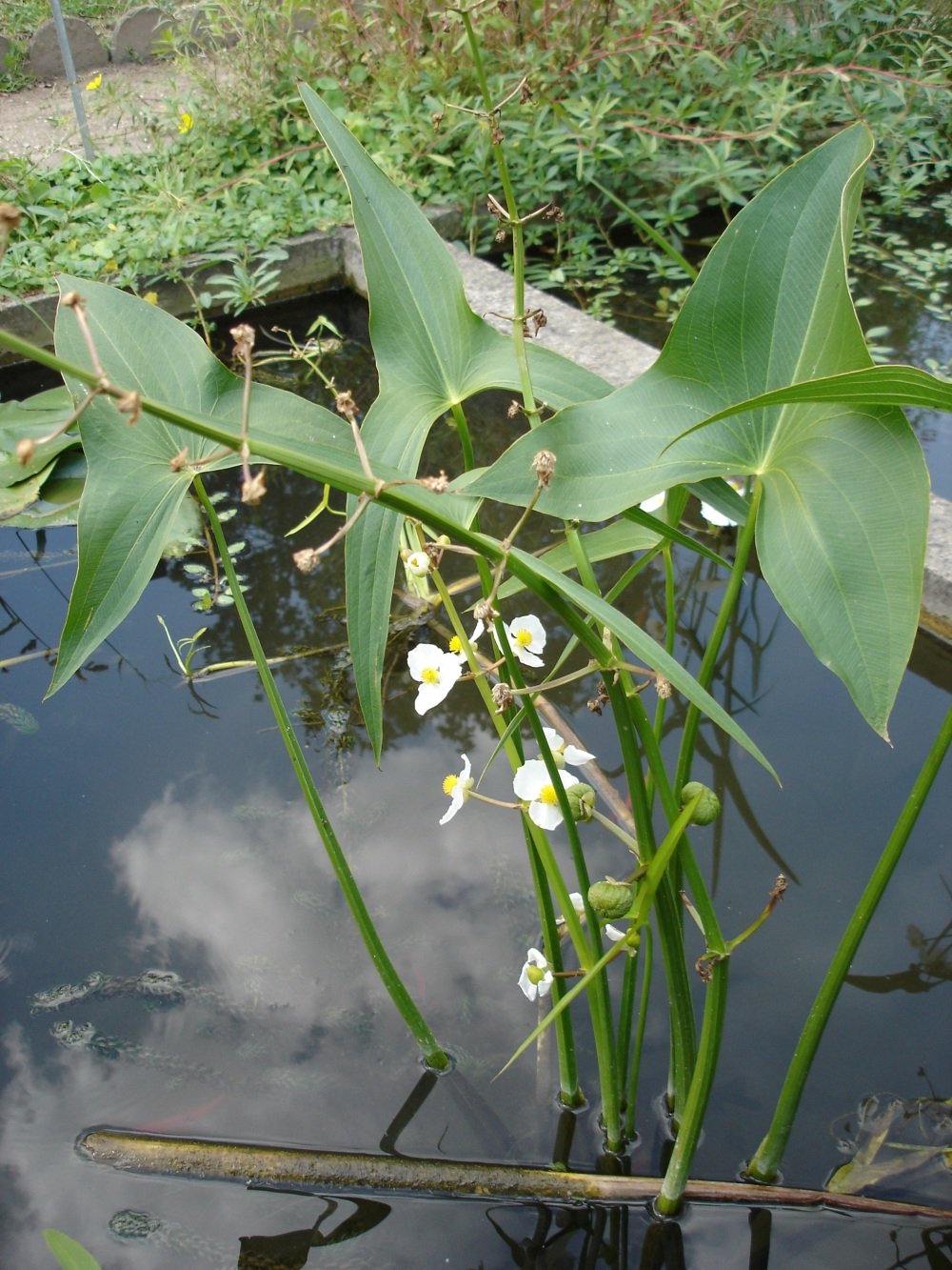Duck-potato with broad arrowhead-shaped leaves and three-petaled white flowers
