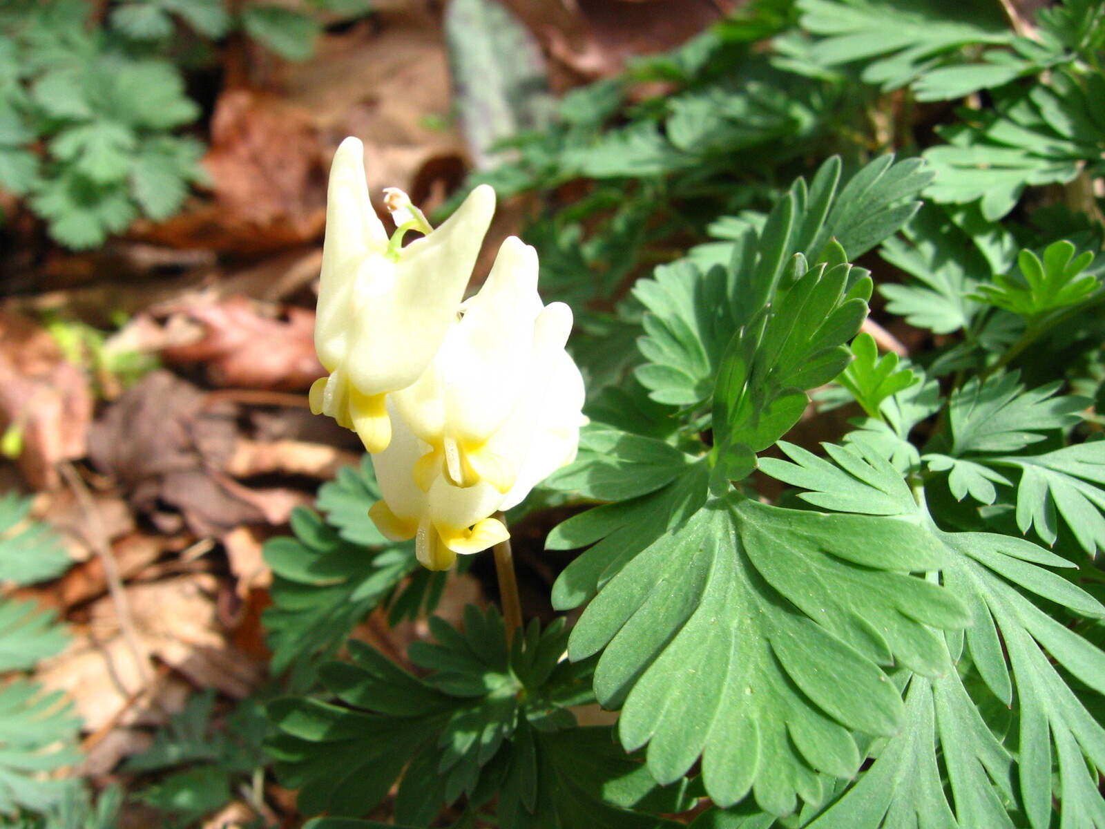 Dutchman's breeches with white pantaloon-shaped flowers
