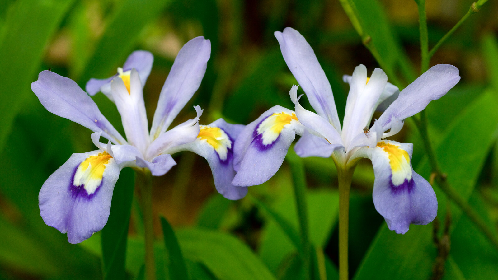 Dwarf crested iris with pale-blue flowers and yellow-orange crested falls
