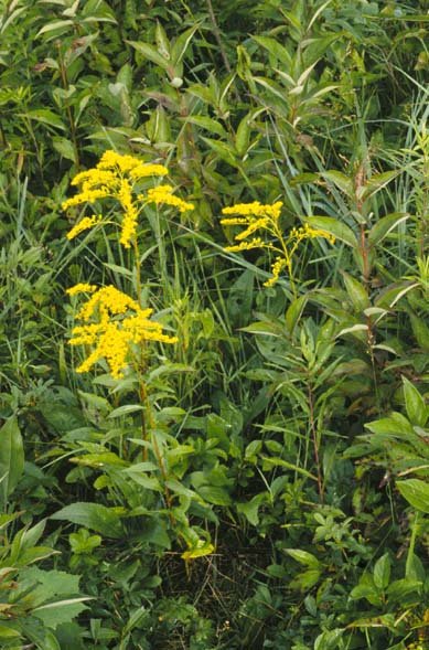 Early goldenrod with smooth stems and a one-sided flowering plume