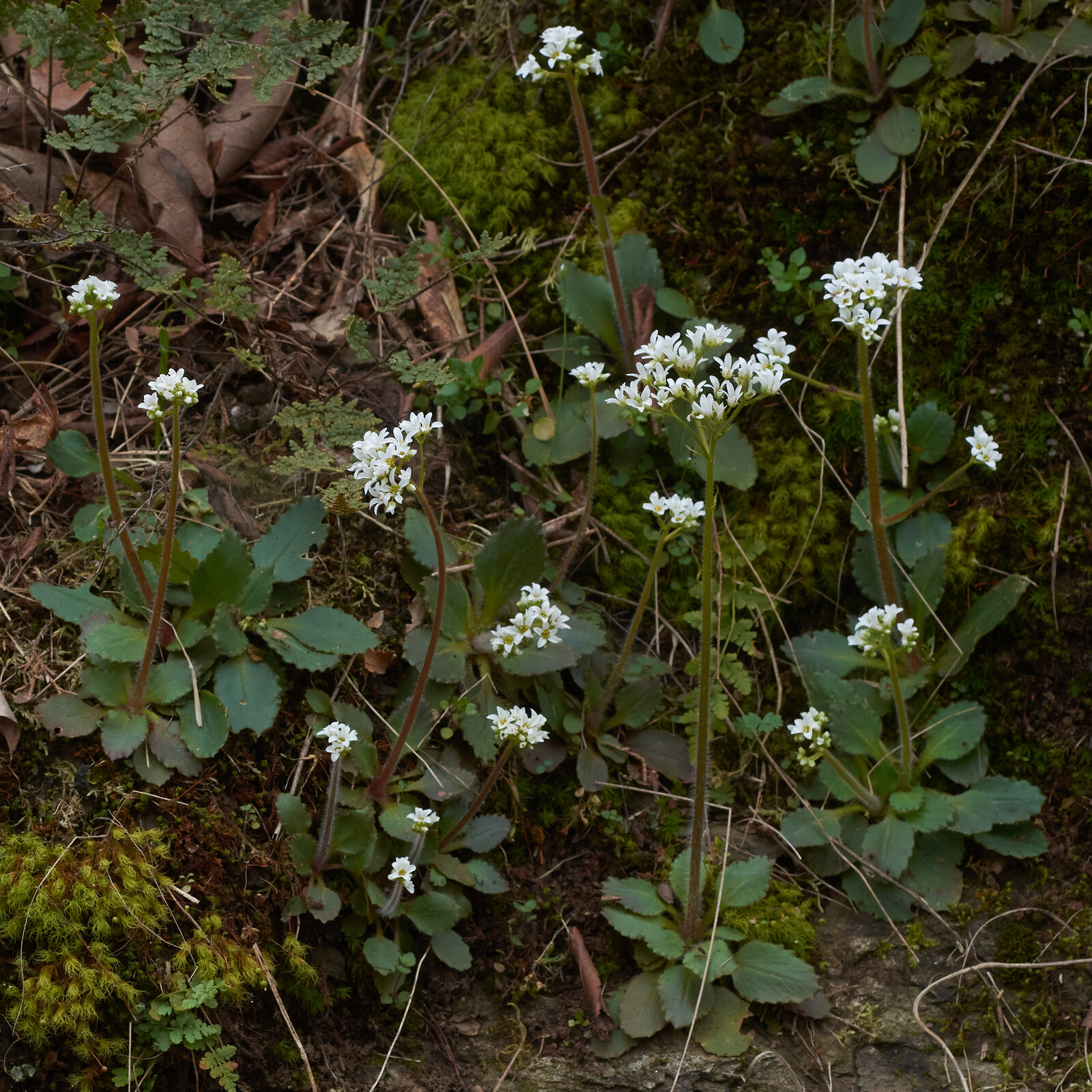 Early saxifrage with basal rosette and tall white flower stalk