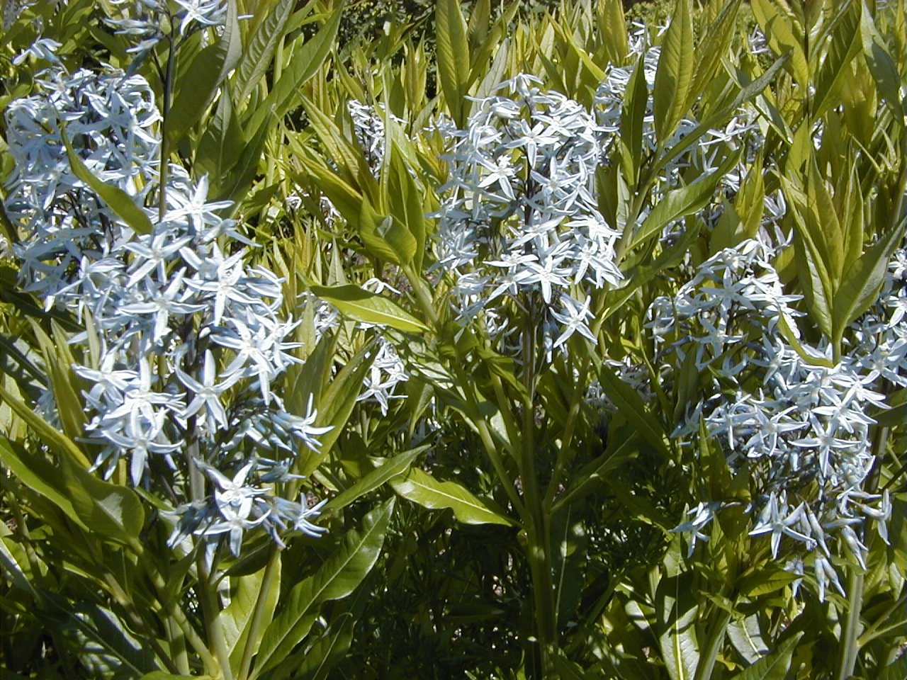 Eastern bluestar with pale-blue star-shaped flowers and willow-like leaves