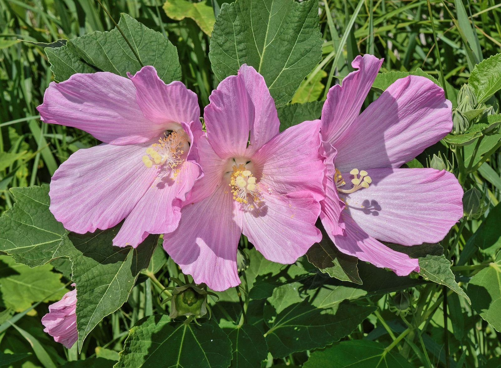 Eastern rose mallow with very large pale-pink hibiscus flowers in marshy ground