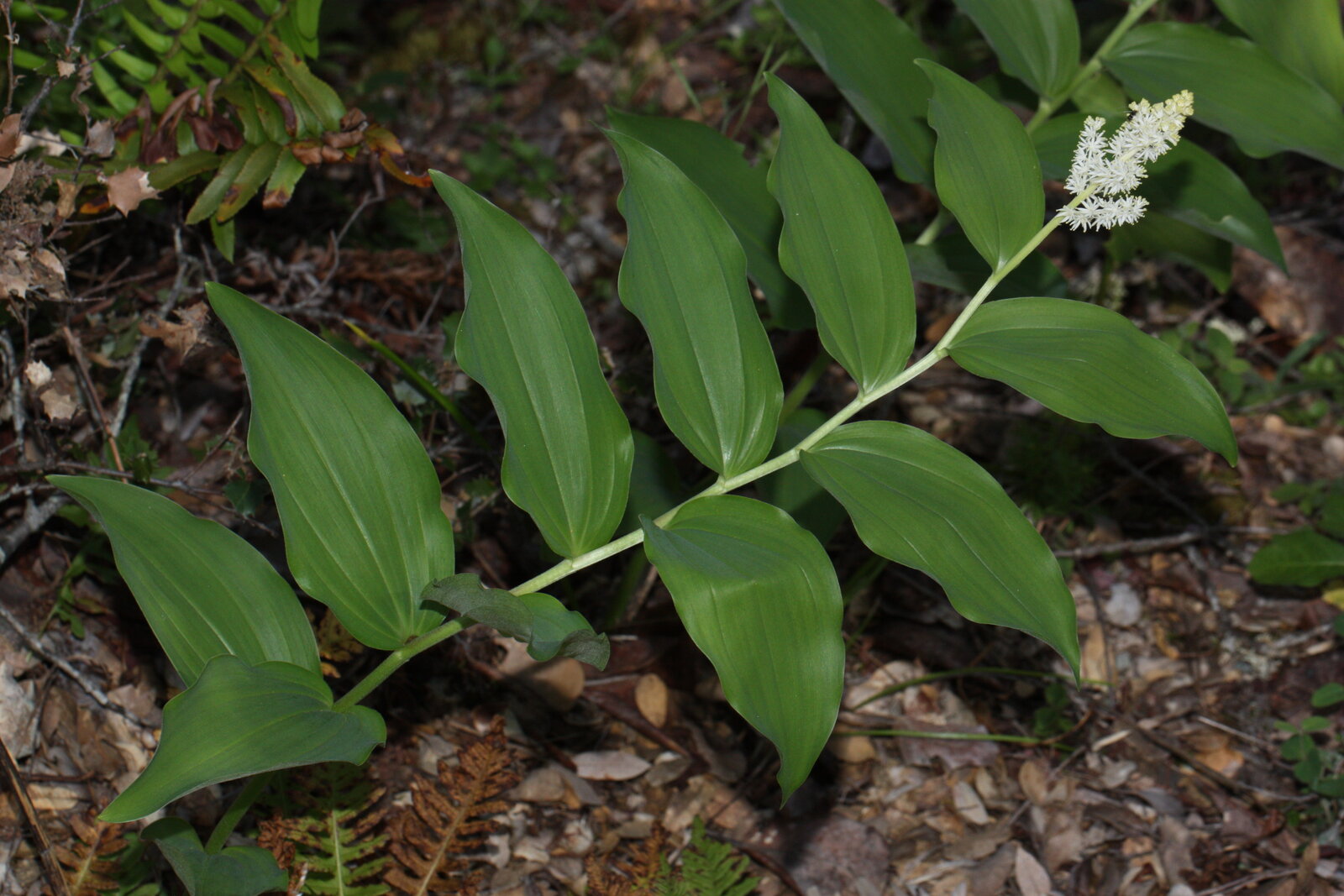 False Solomon's seal with terminal white flower cluster