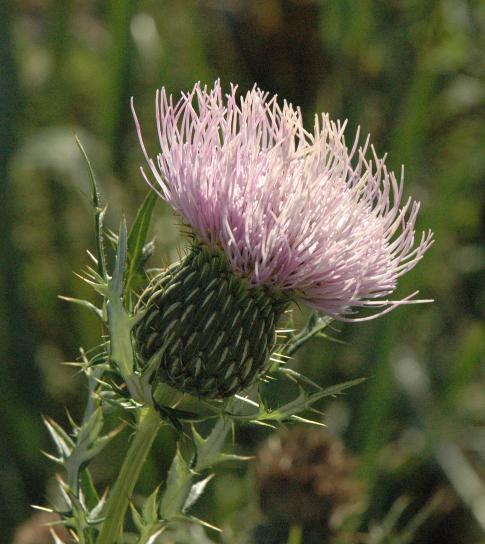 Field thistle with deeply lobed leaves and rose-purple flower head