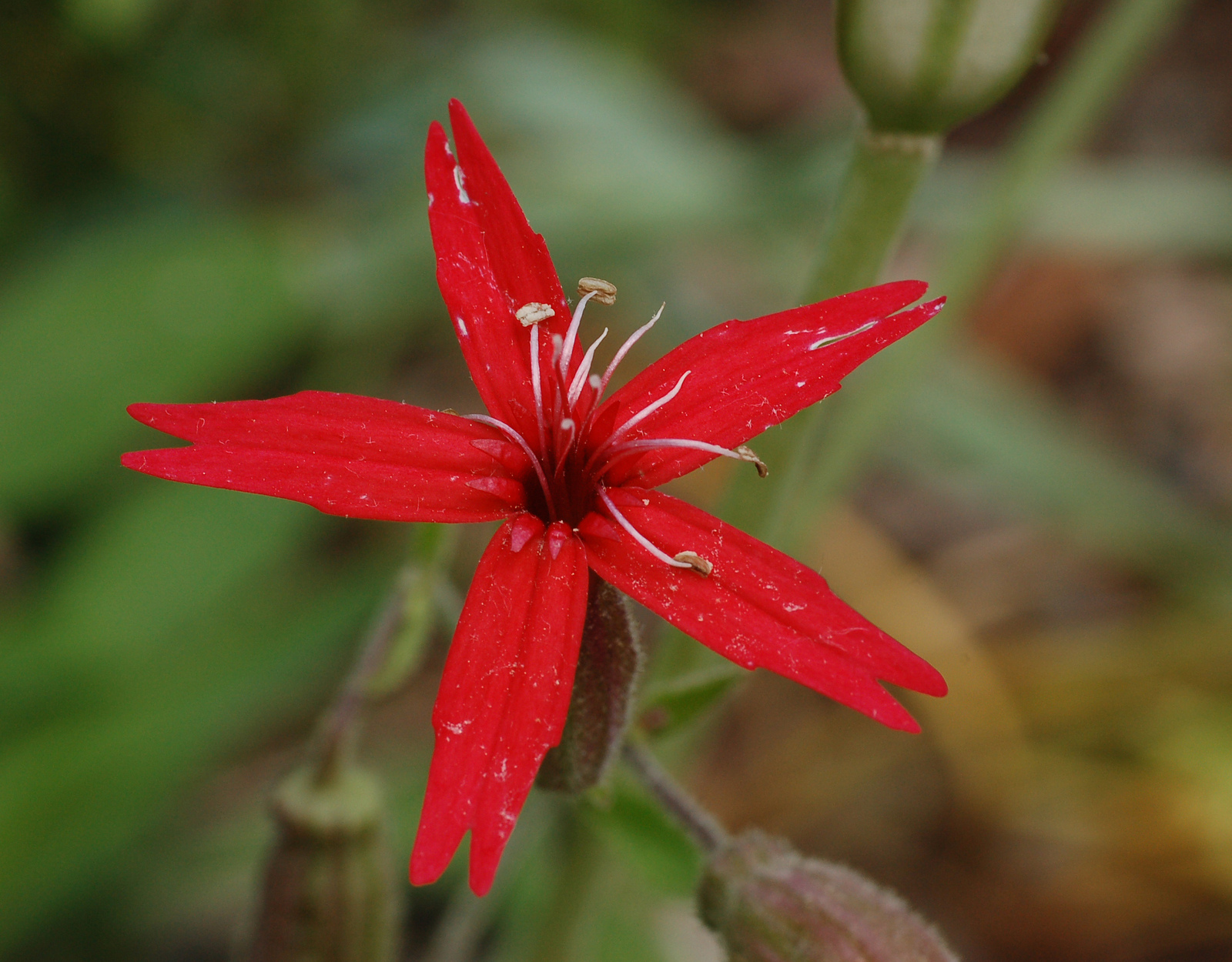 Fire pink with vivid scarlet five-notched petals