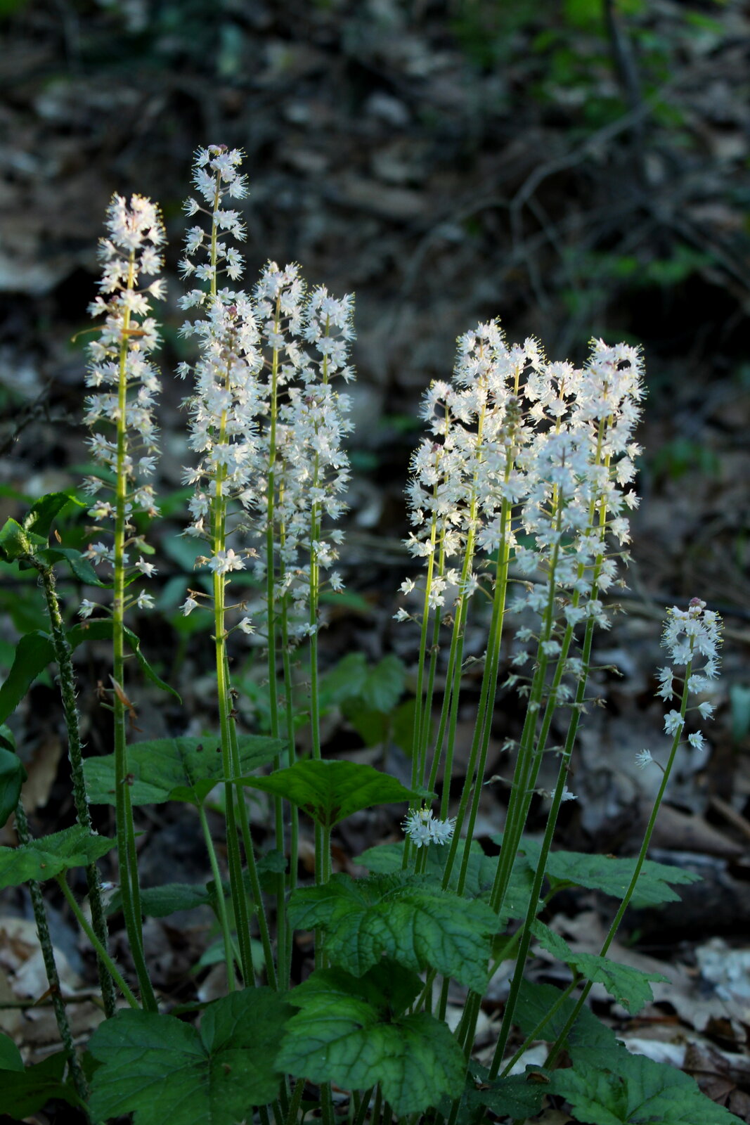 Foamflower with spike of small white flowers above heart-shaped leaves