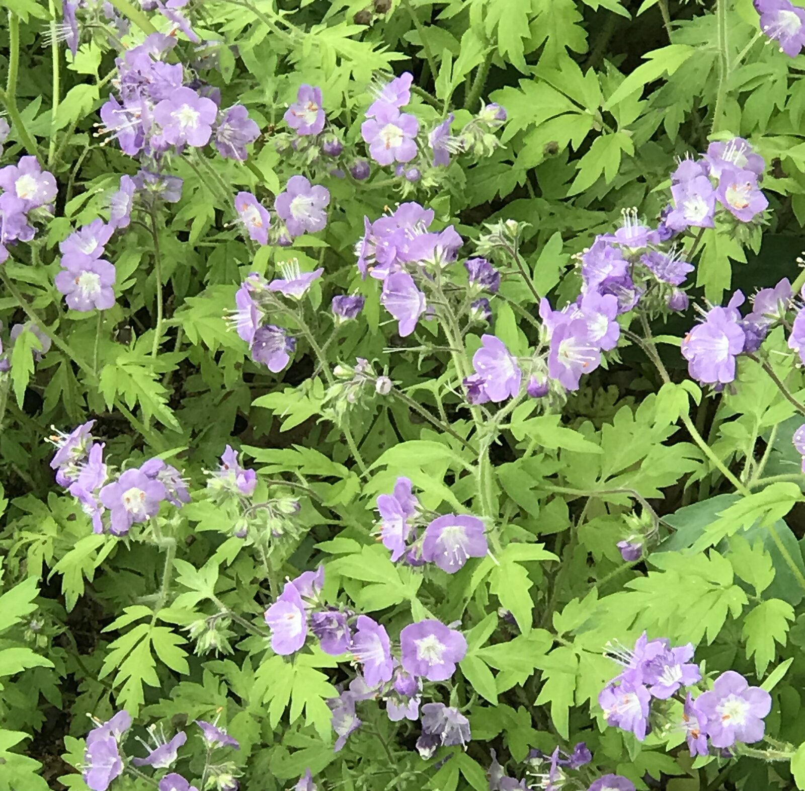 Forked phacelia with deeply lobed leaves and pale-blue clusters