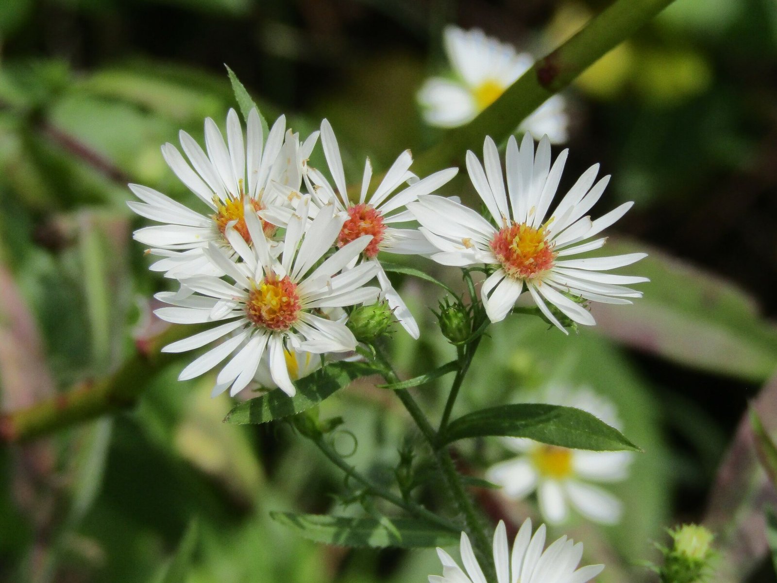 Frost aster with profuse small white ray flowers covering a bushy plant