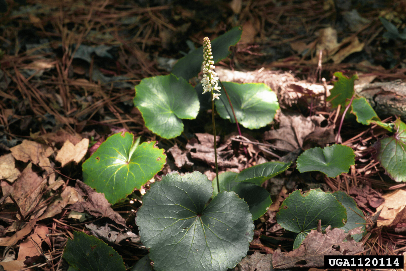 Galax with rounded evergreen leaves and white flower spike