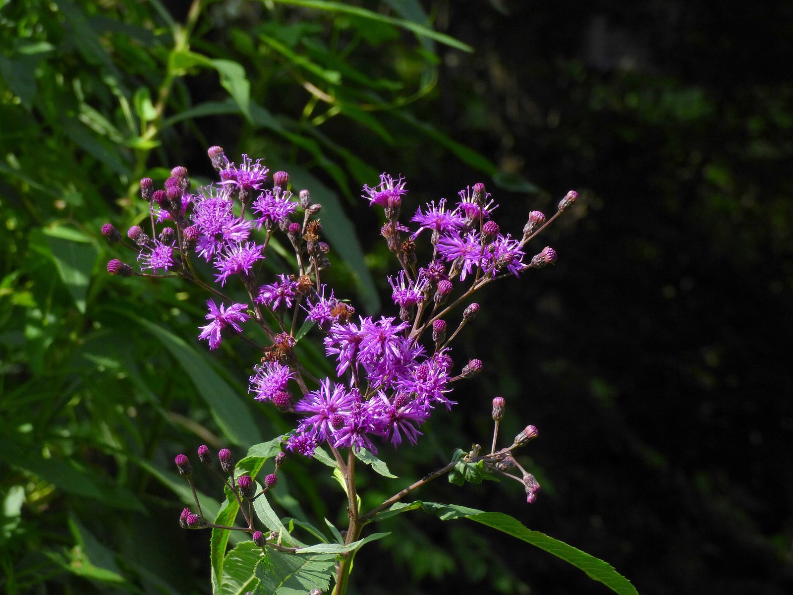 Giant ironweed with deep purple flower clusters atop a tall stem