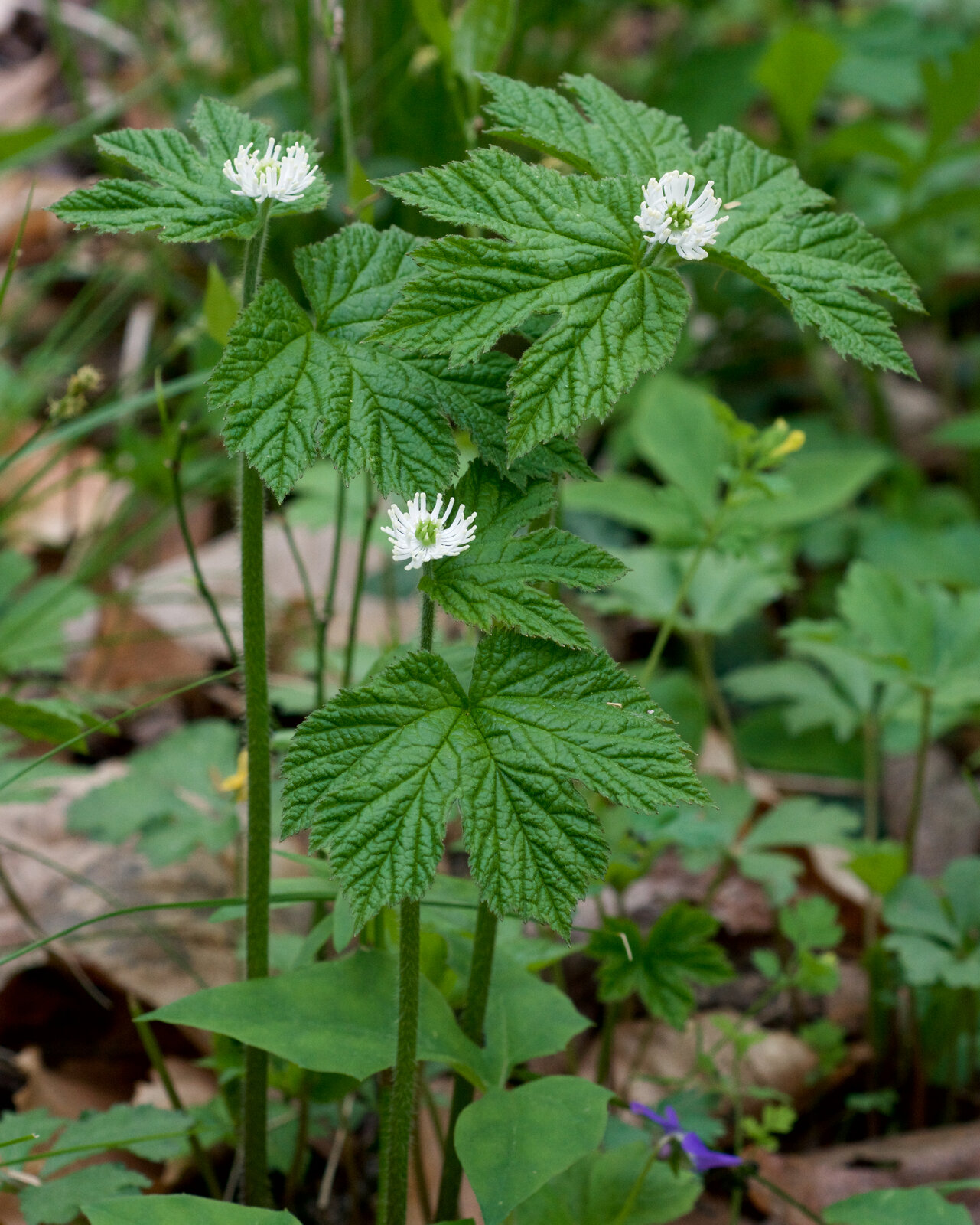 Goldenseal with single greenish-white flower above paired lobed leaves