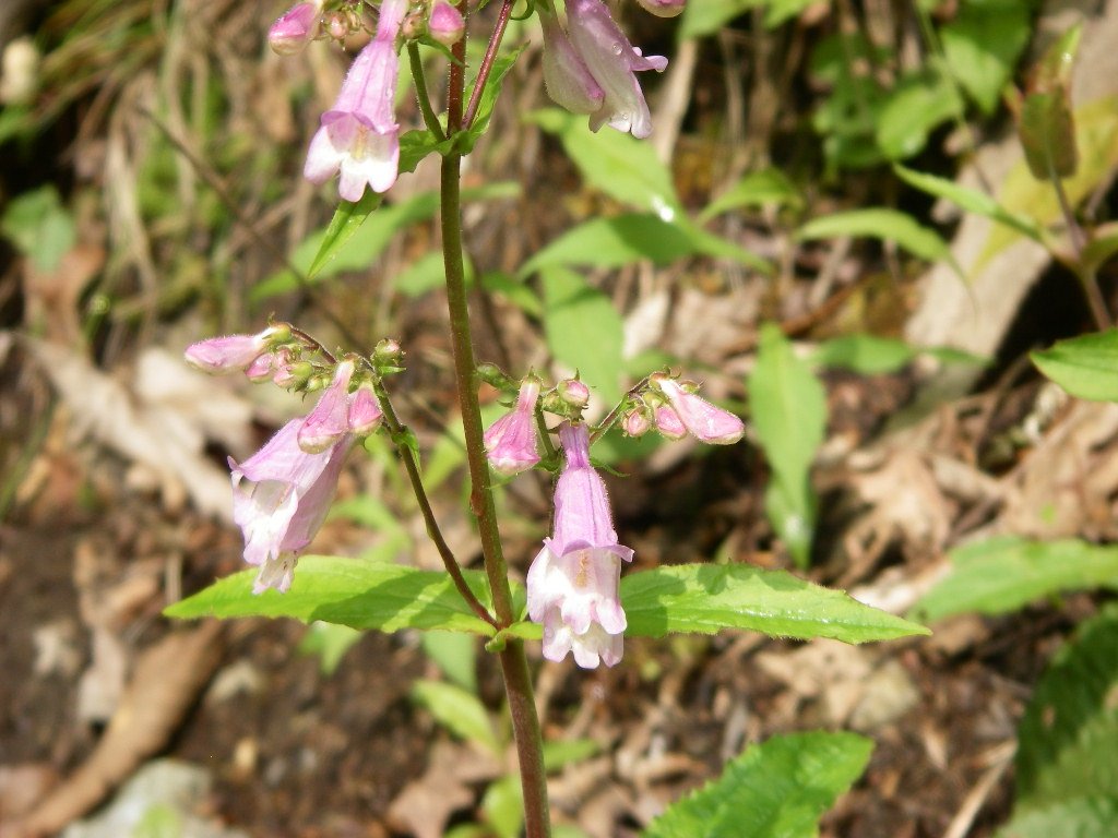 Gray beardtongue with pale violet tubular flowers and grayish-green leaves