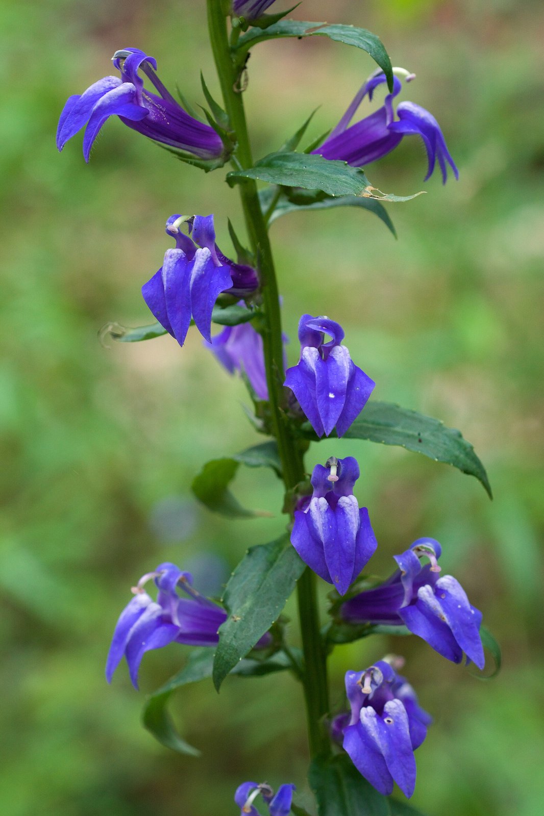 Great blue lobelia with vivid blue tubular flowers in a tall spike