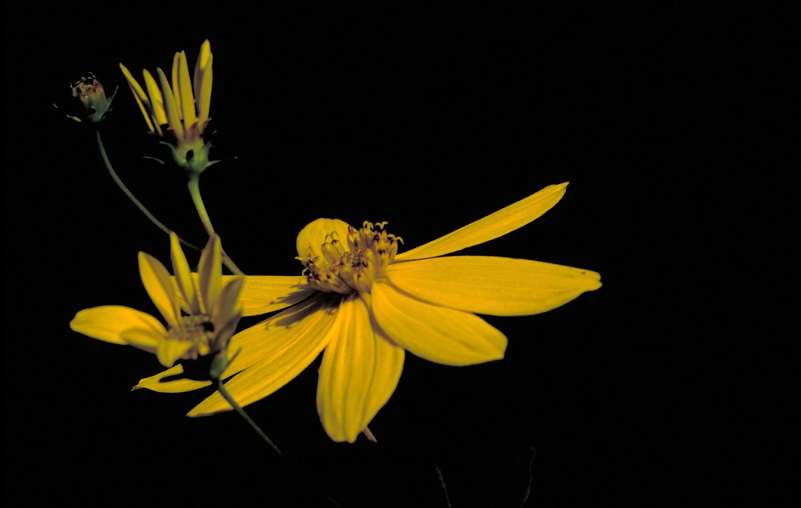 Greater tickseed with whorled leaves divided into three lance-shaped segments