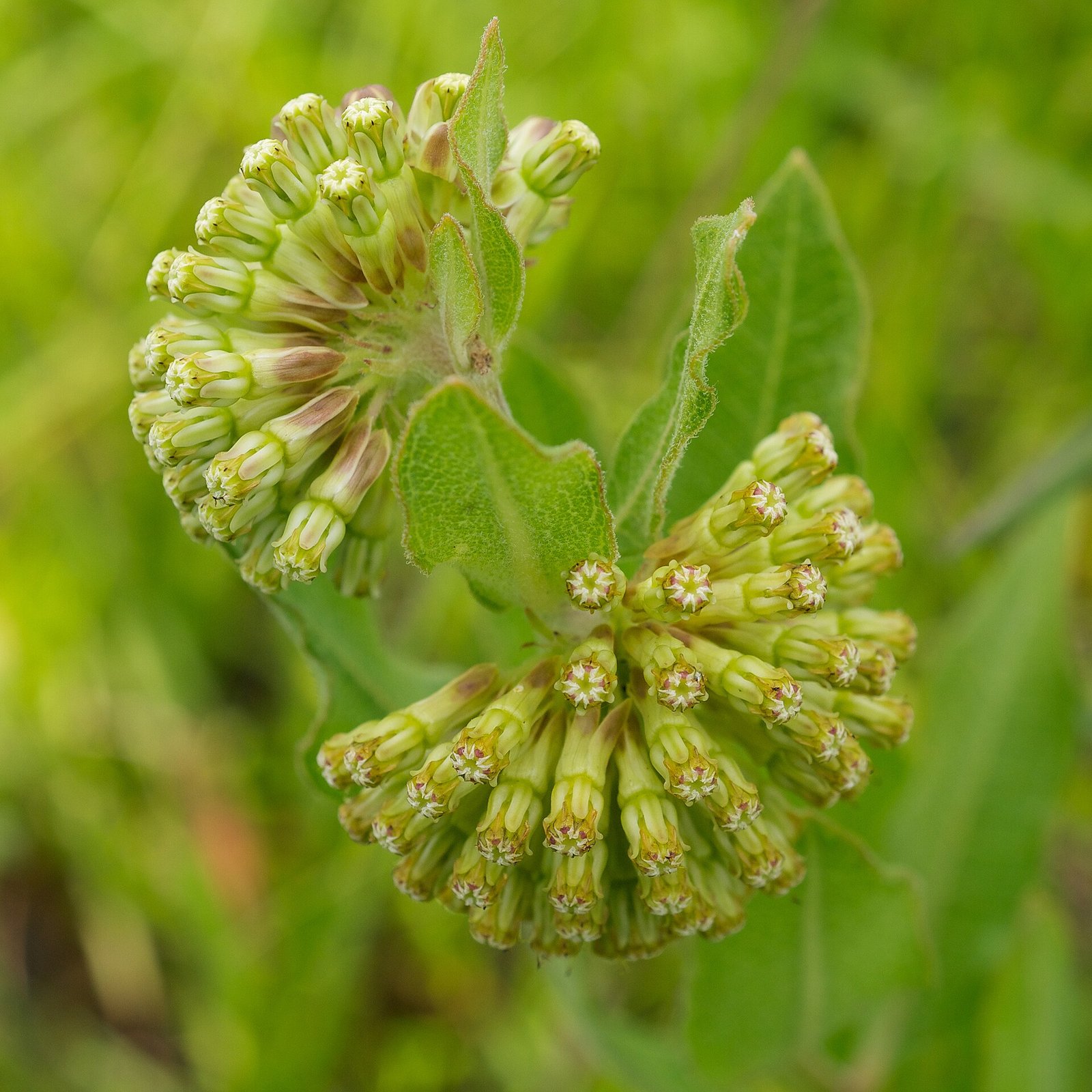 Green milkweed with rounded clusters of pale green flowers