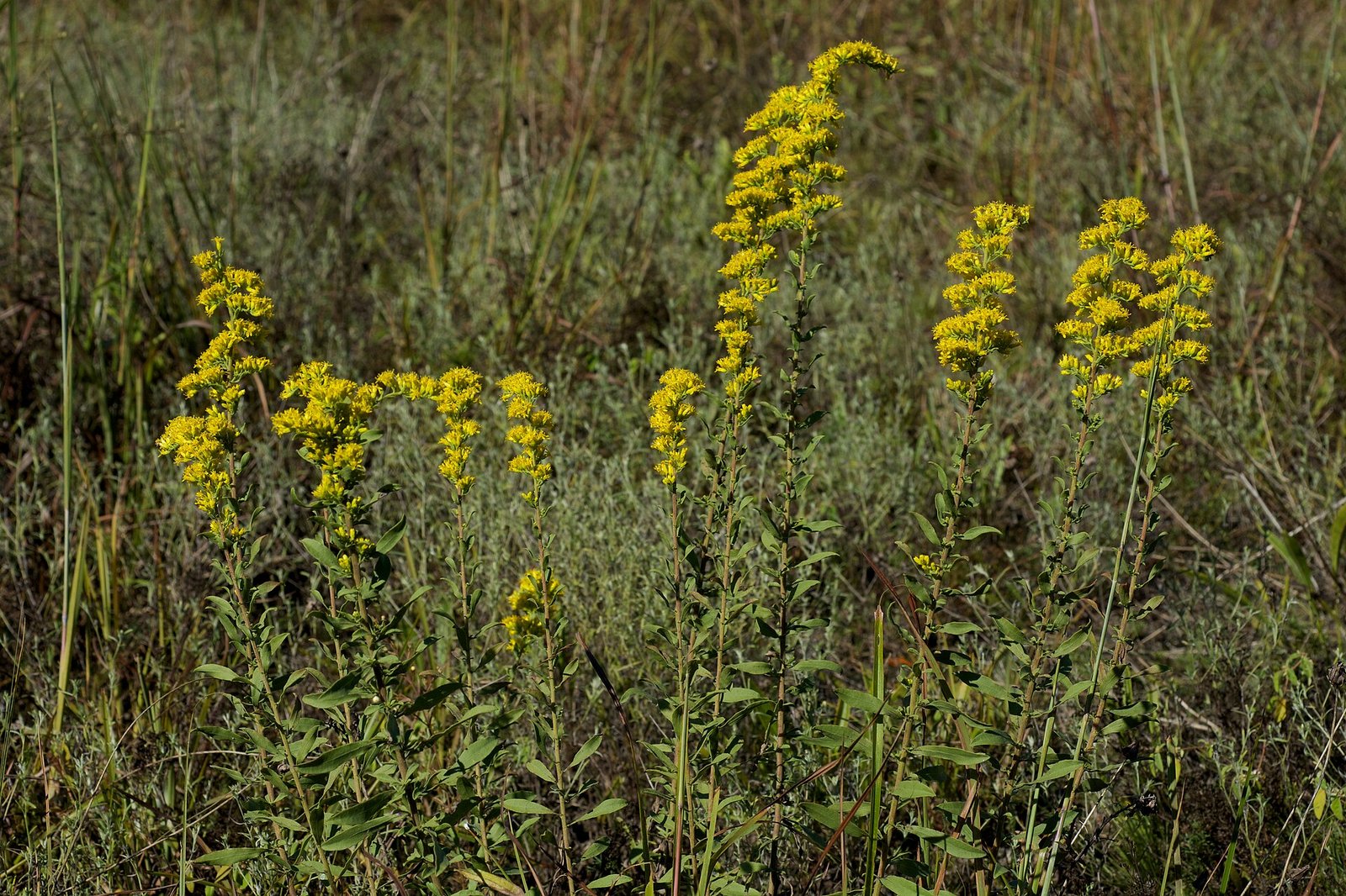Grey goldenrod with one-sided arching plume on a low plant