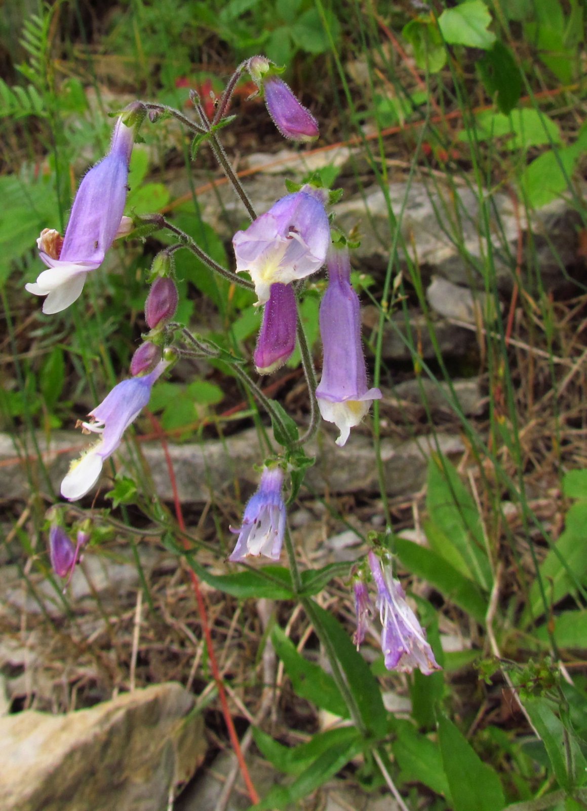 Hairy beardtongue with pale-violet tubular flowers and hairy stems