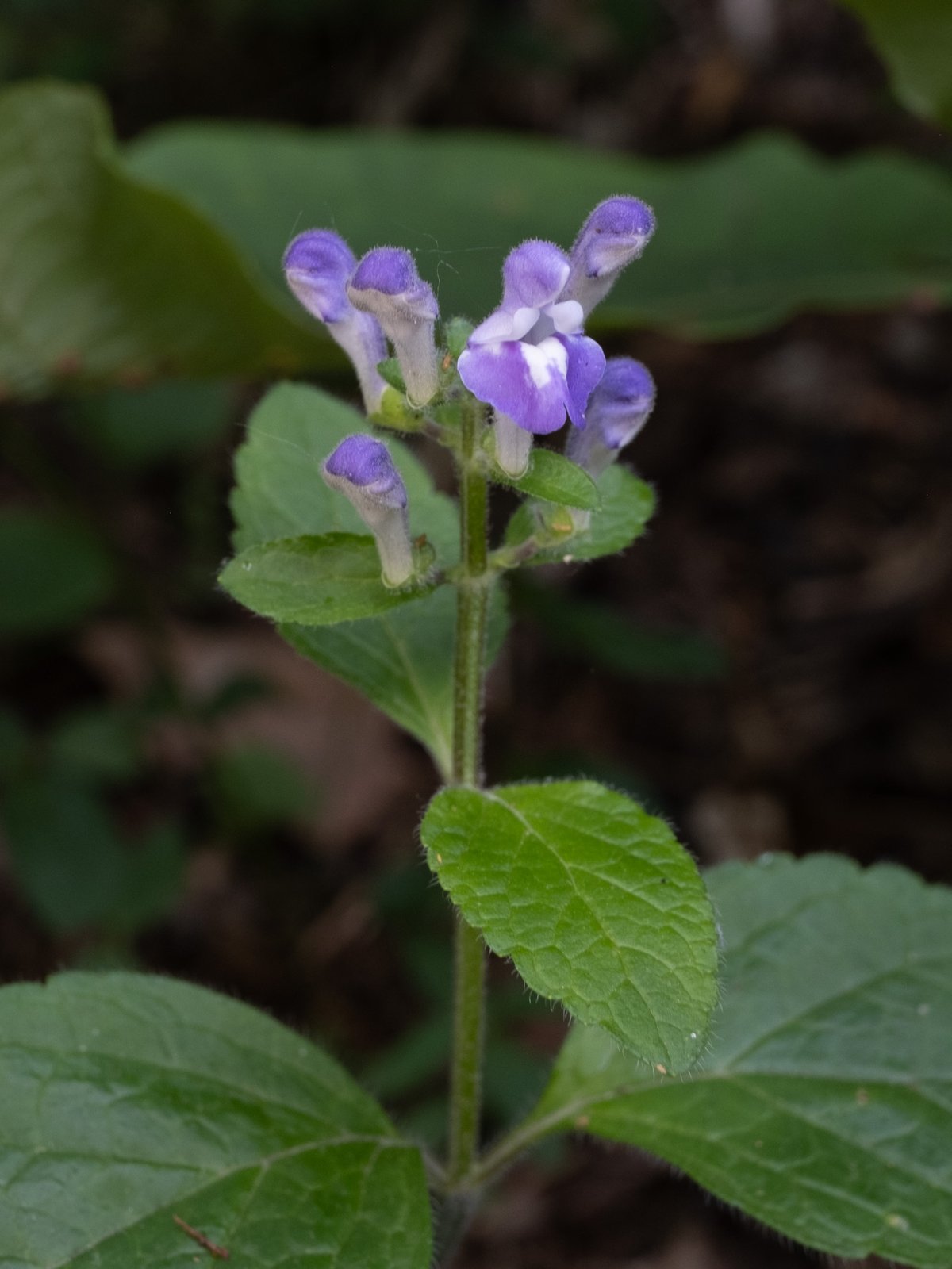 Hairy skullcap with paired blue tubular flowers and softly hairy leaves