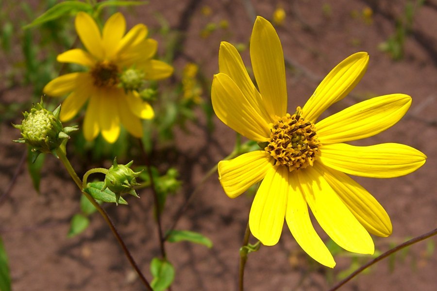 Hairy sunflower with rough hairy leaves and yellow ray flowers