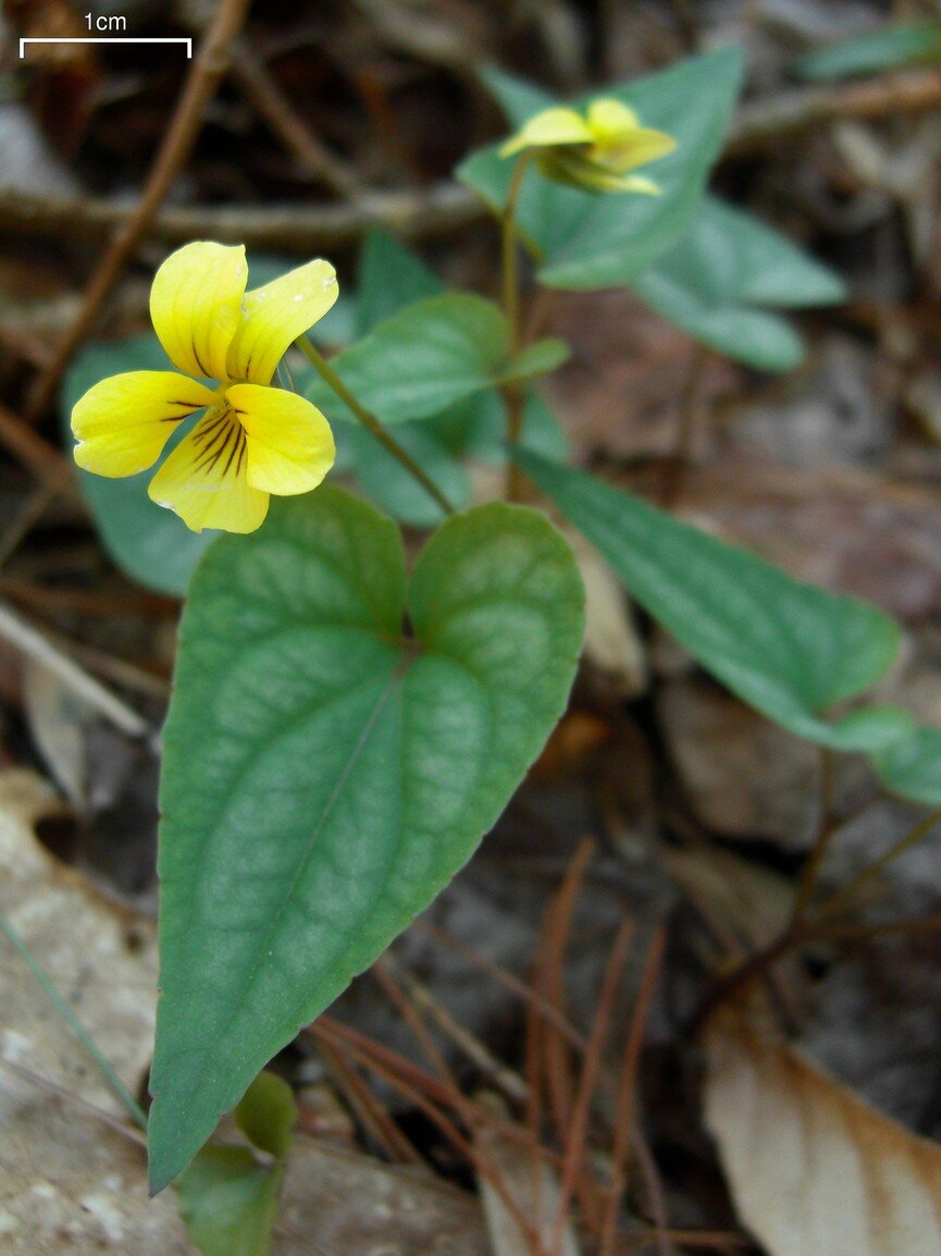 Halberd-leaved violet with arrowhead-shaped leaves and yellow flowers