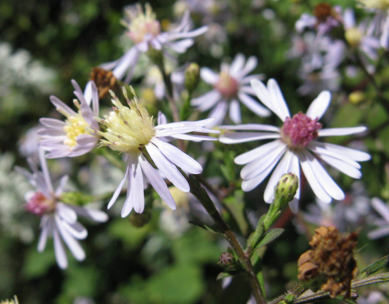 Heart-leaved aster with pale-blue flowers and heart-shaped basal leaves
