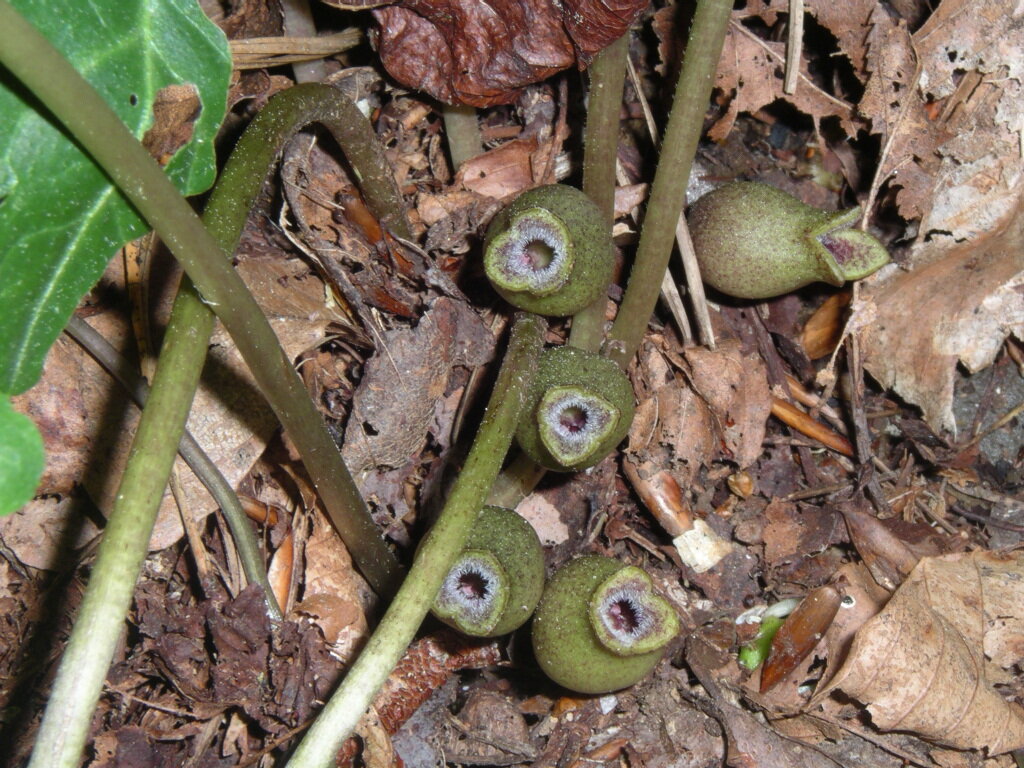 Heartleaf with arrow-shaped evergreen leaves