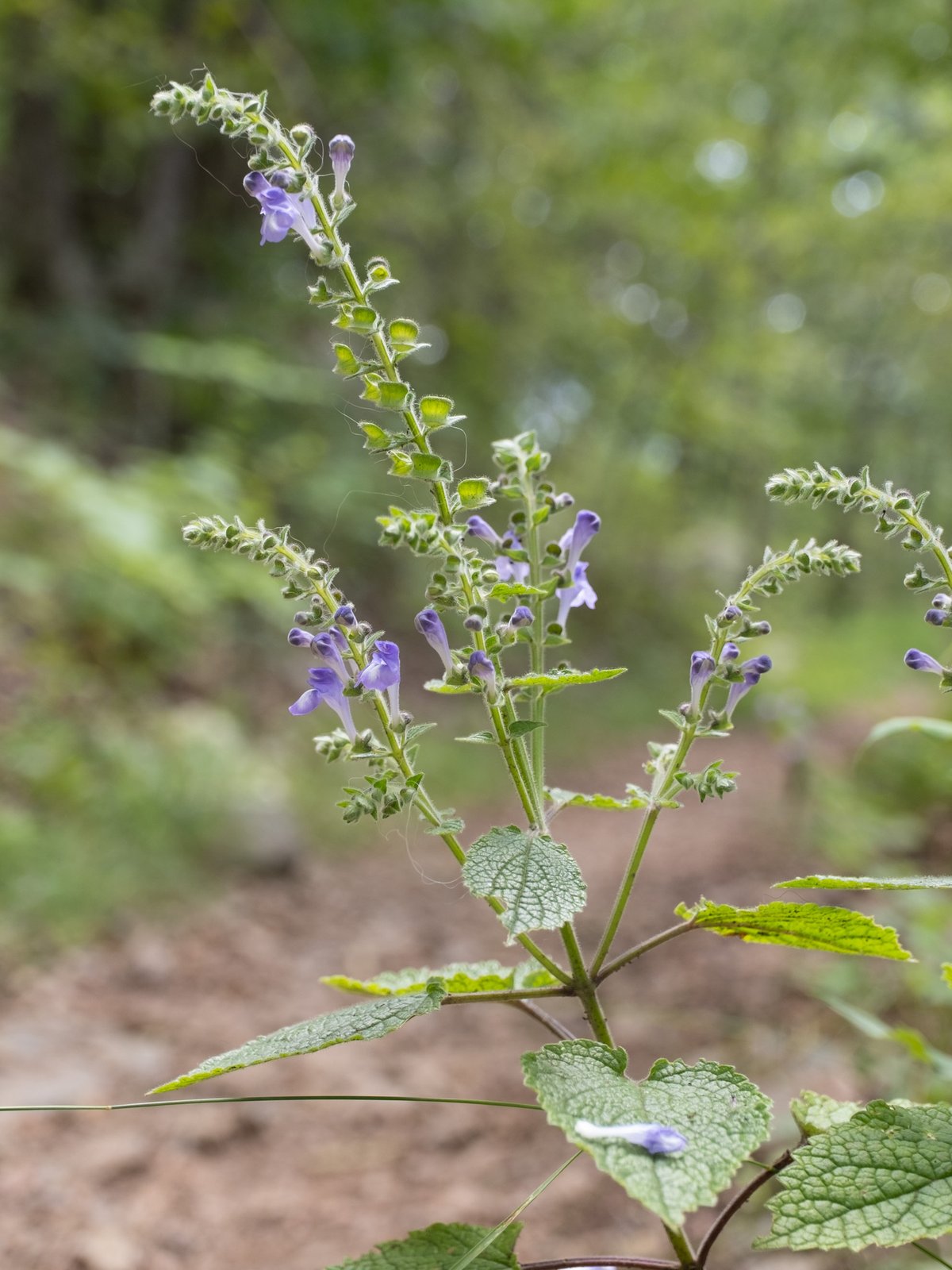 Heart-leaf skullcap with heart-shaped leaves and tall spike of blue tubular flowers