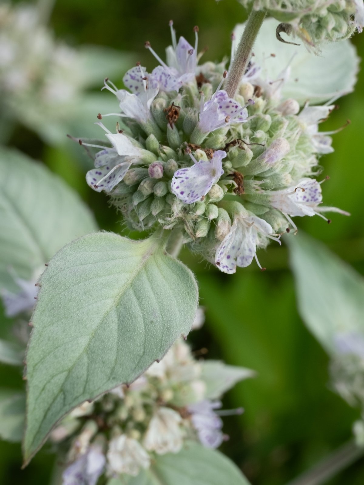 Hoary mountain mint with pale silvery upper leaves and dense cluster of small flowers