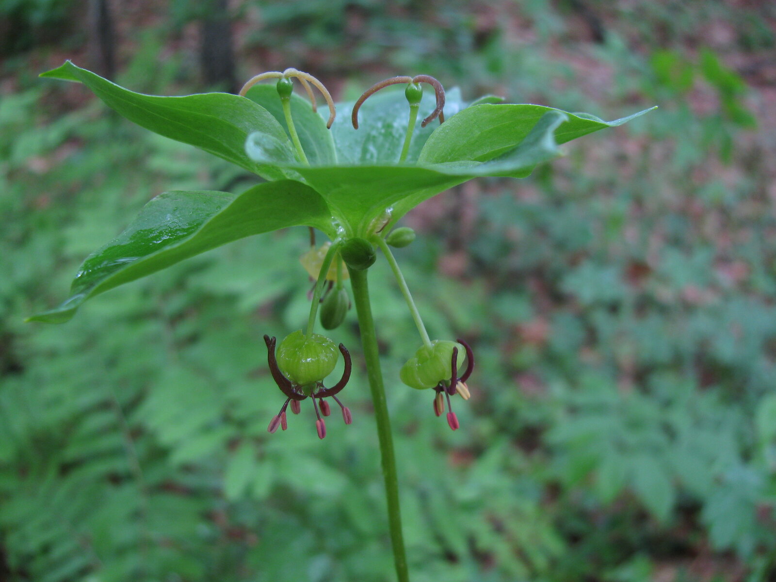 Indian cucumber root with two whorls of leaves on a single stem
