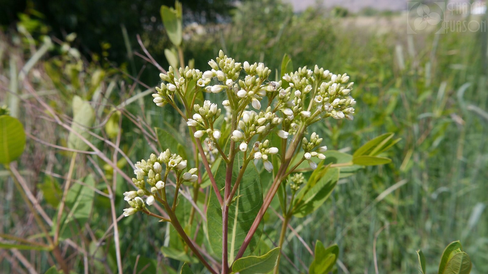 Indian-hemp with opposite oval leaves, reddish stem, and small white flower clusters