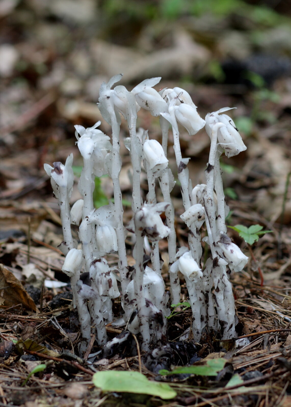 Indian pipe with translucent white stems each holding a single nodding flower