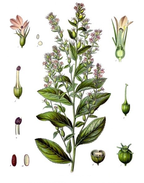 Indian tobacco with small pale blue tubular flowers and inflated seed capsules
