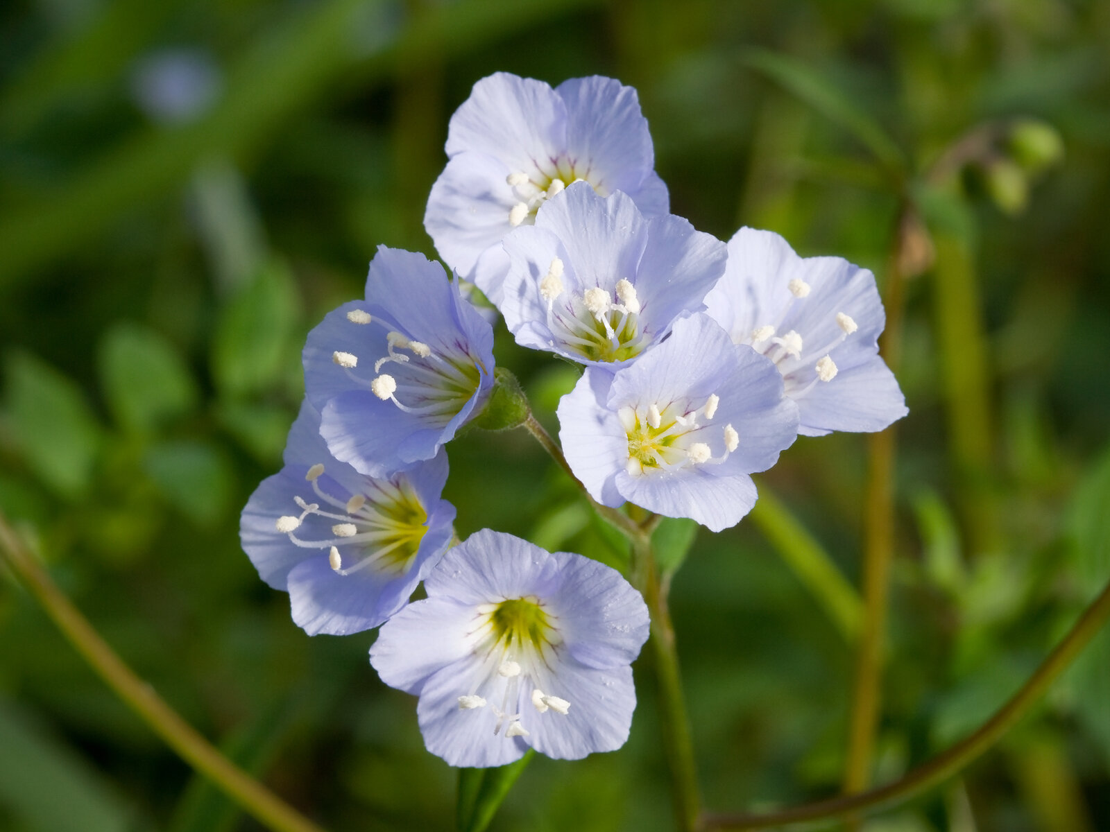 Jacob's ladder with pinnate ladder-like leaves and pale-blue bell flowers