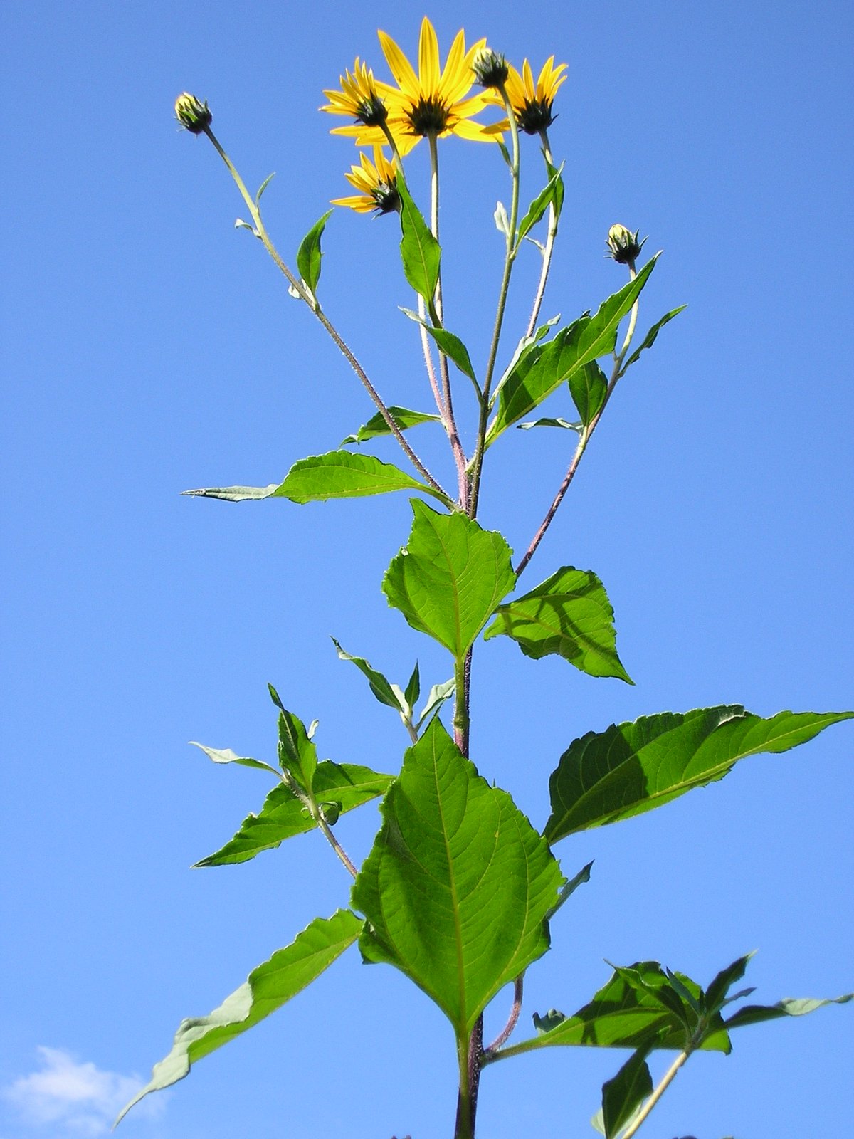 Jerusalem artichoke with tall stems and bright yellow ray flowers in late summer