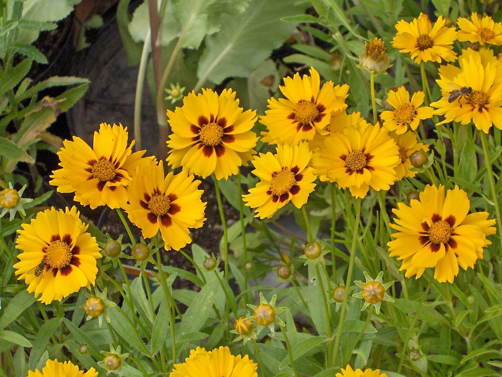 Lance-leaf tickseed with bright yellow ray flowers and notched petal tips