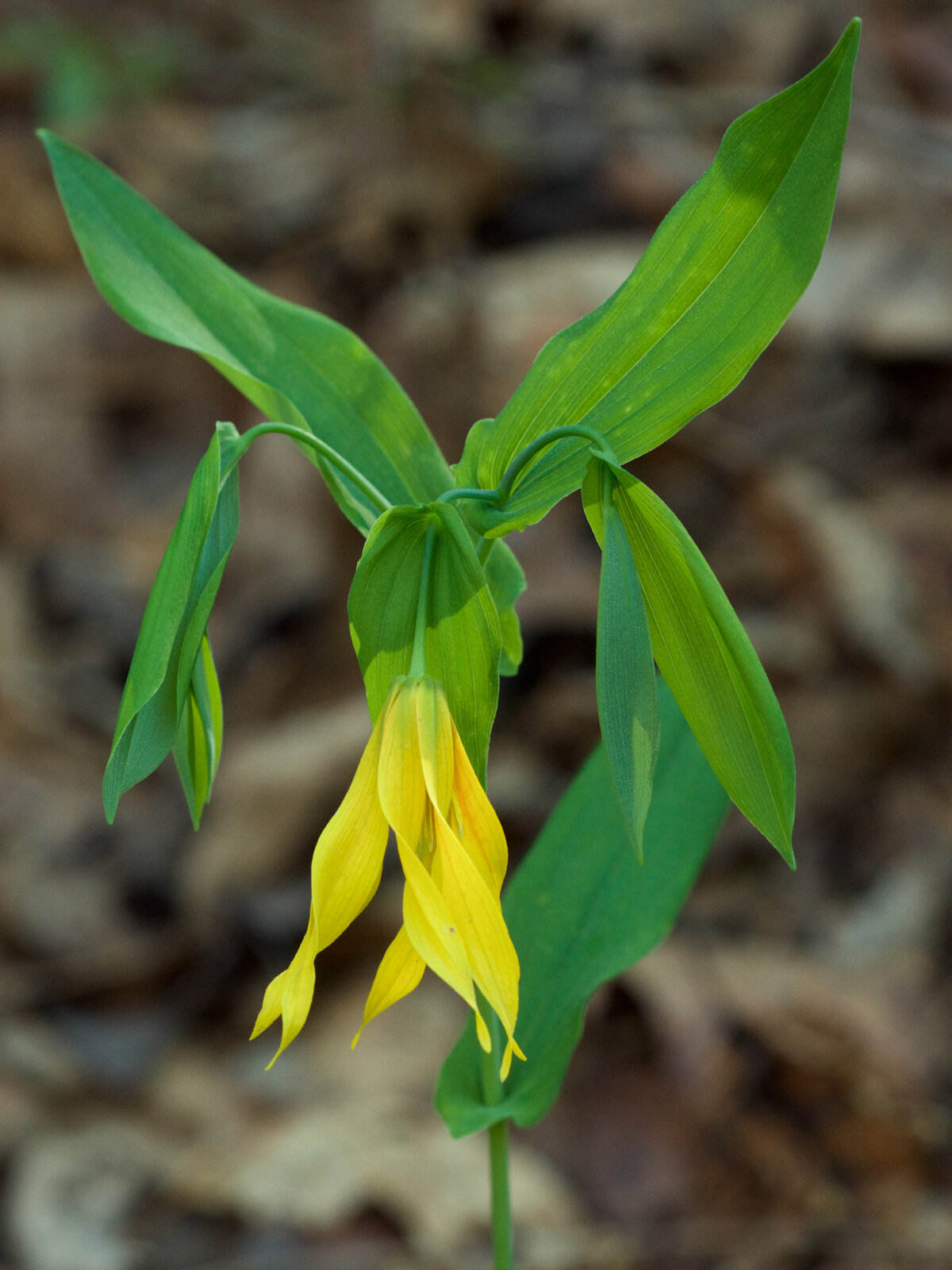 Large-flowered bellwort with drooping yellow bell flower