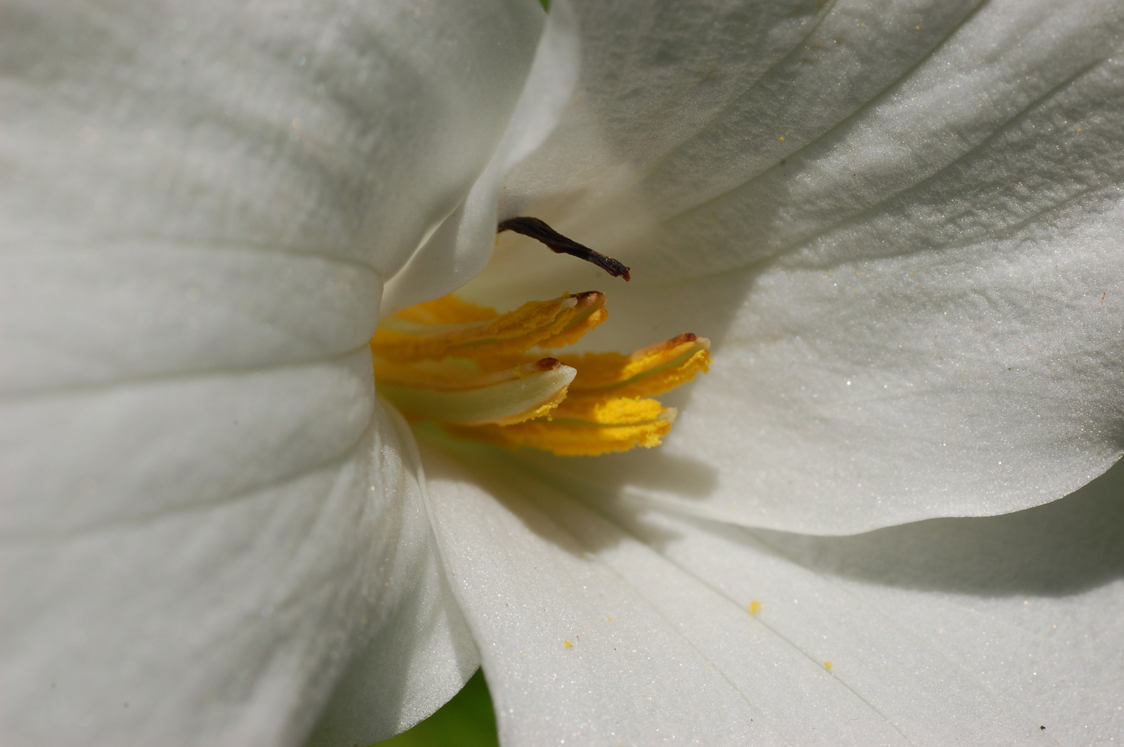 Large-flowered trillium with three white petals