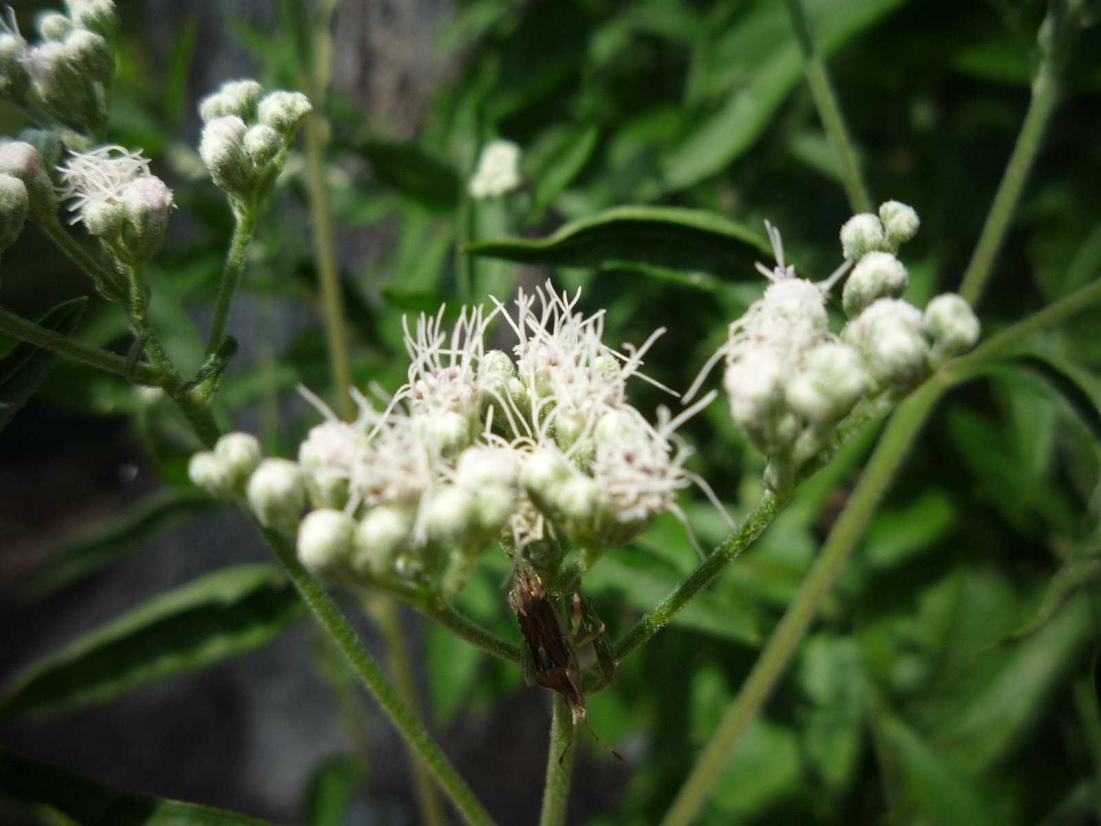 Late-flowering thoroughwort with branching stem and white fluffy flower heads