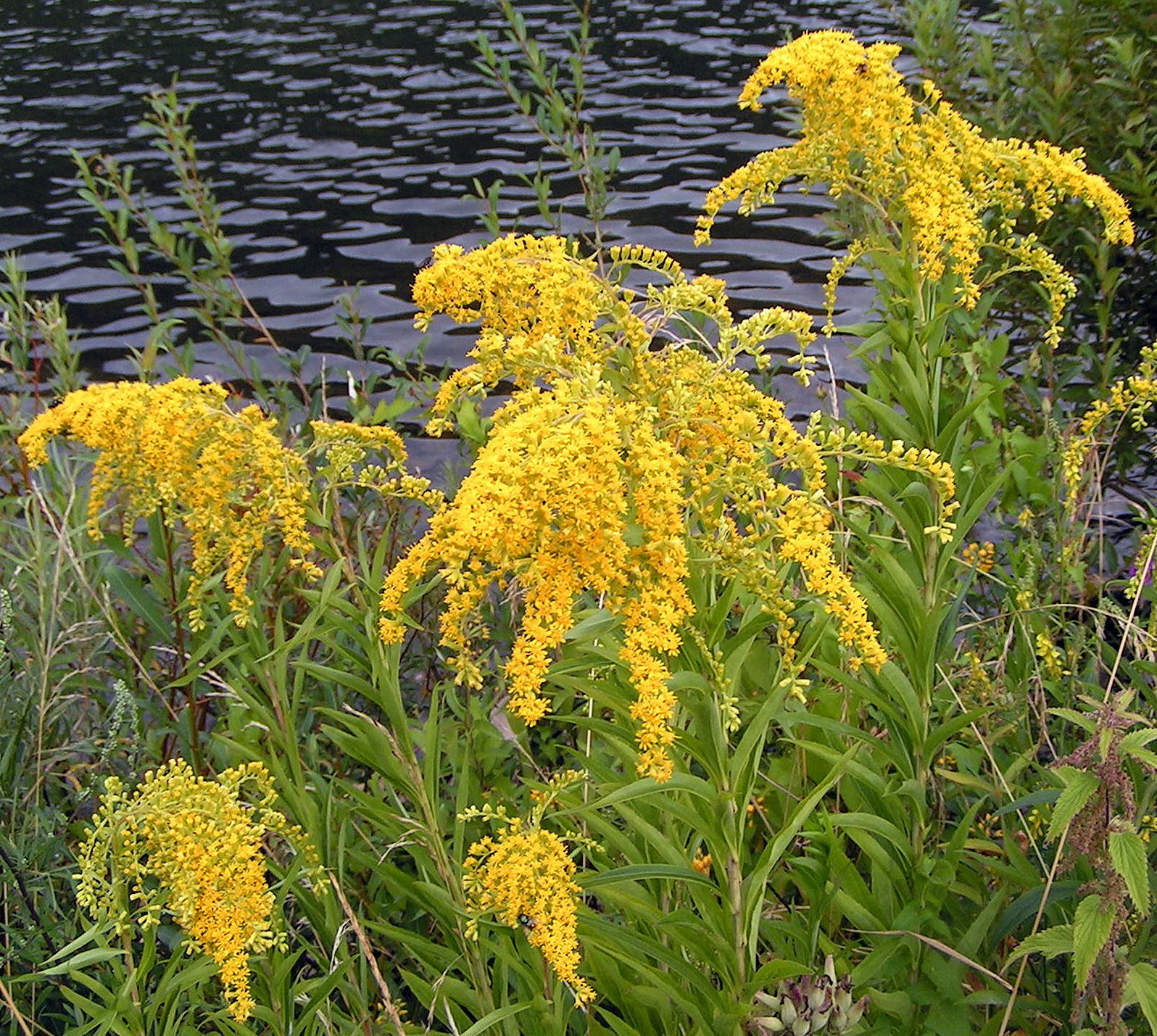 Late goldenrod with large branching plume and smooth bluish stem