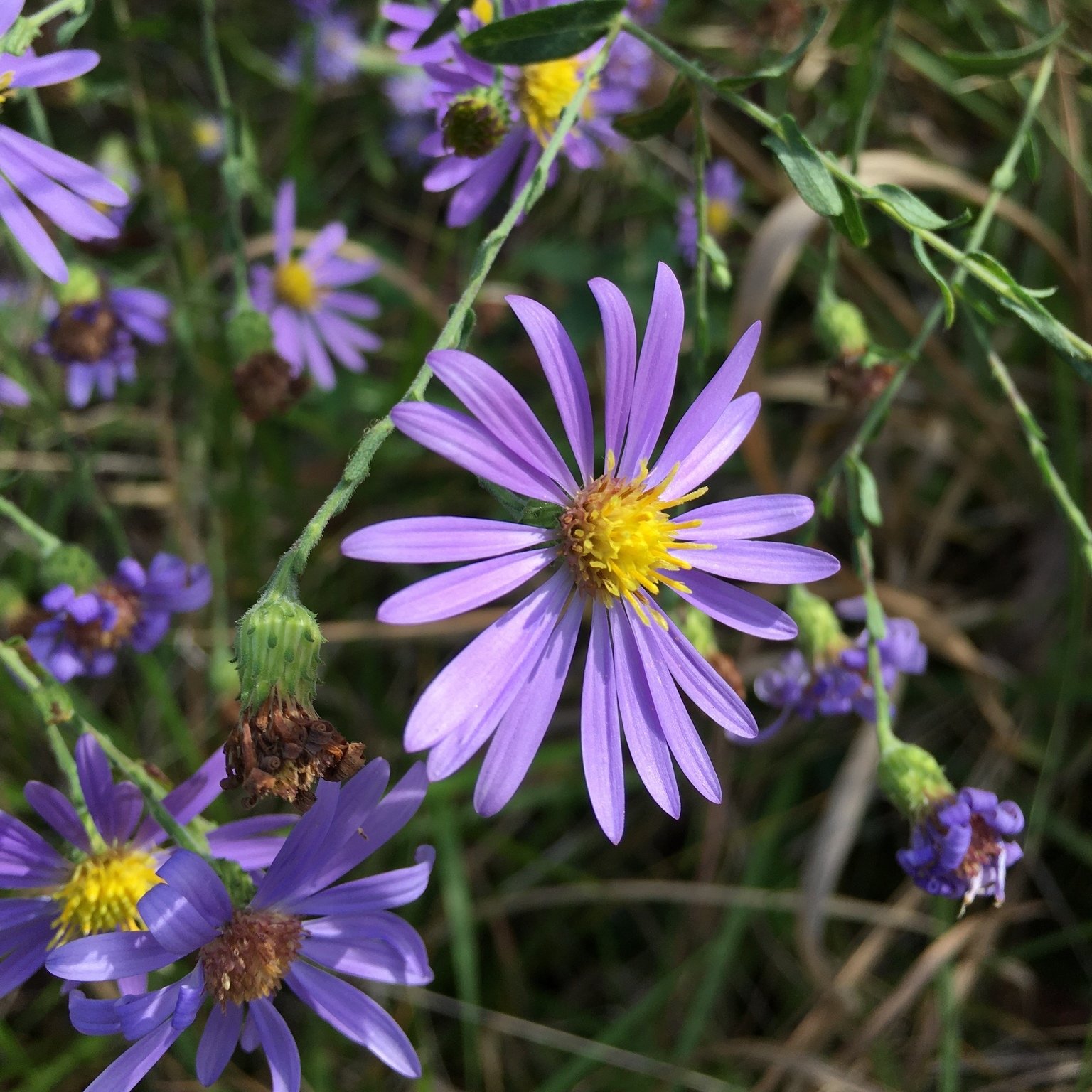 Late purple aster with deep blue-purple ray flowers and clasping leaves